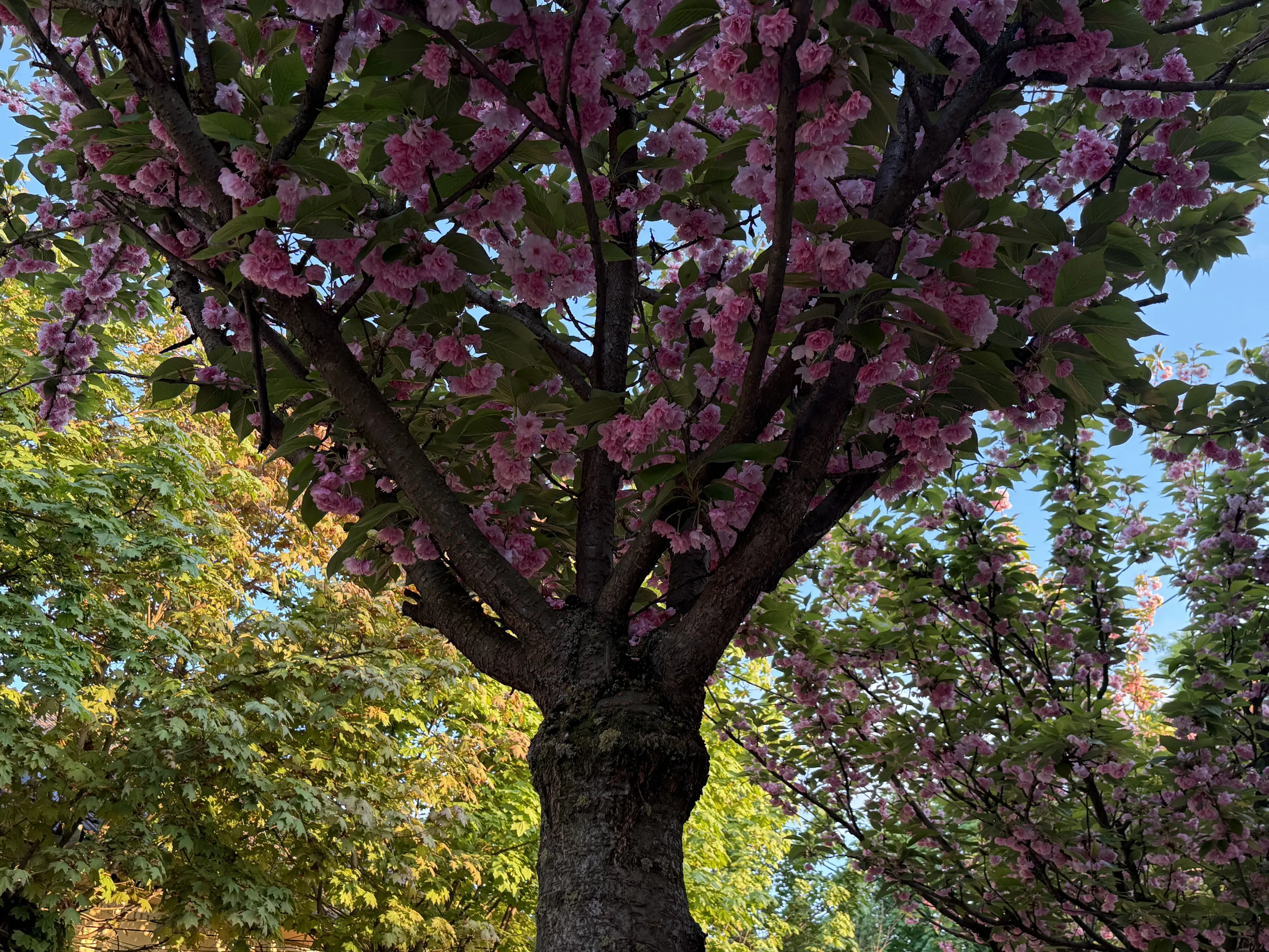 Blooming