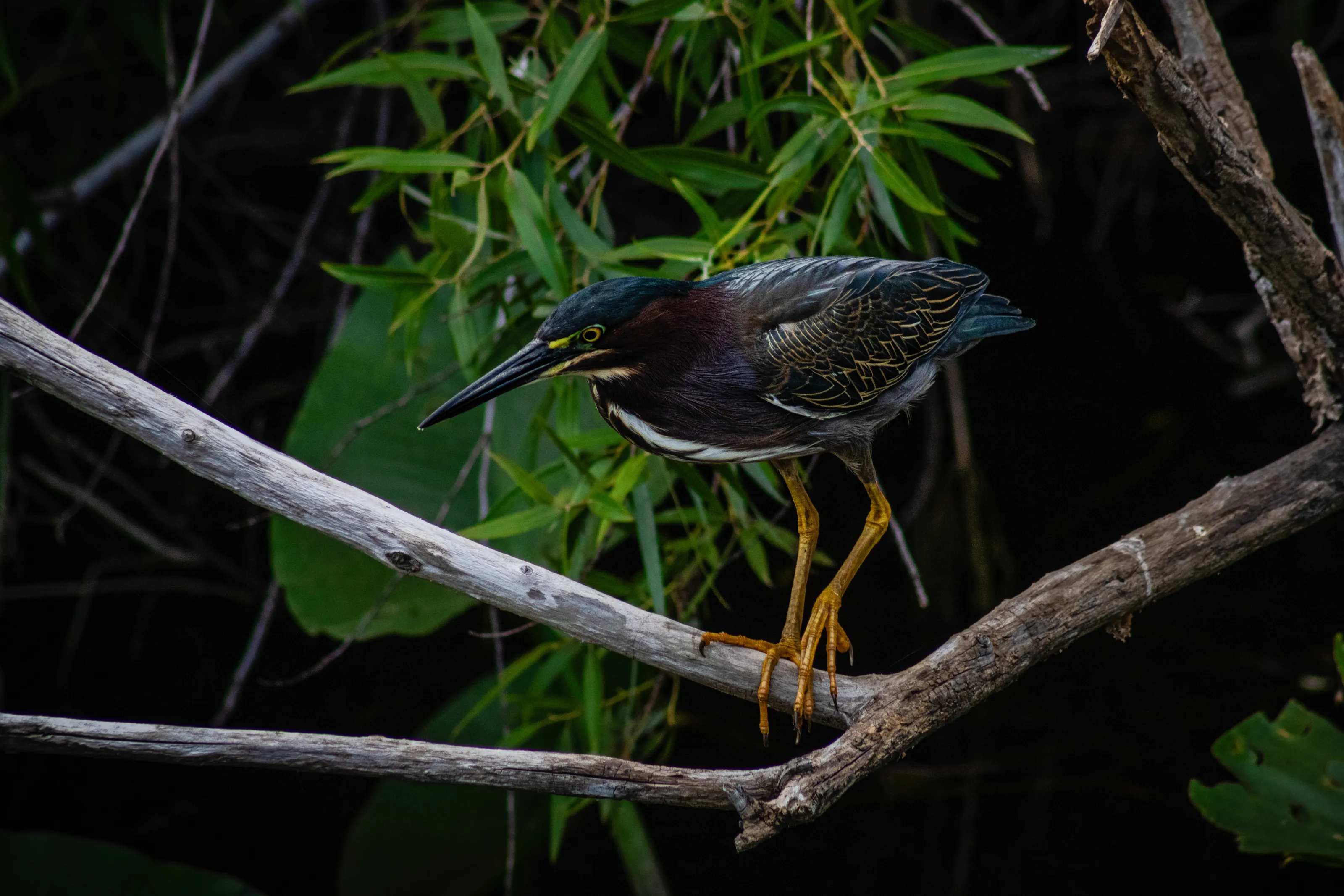 The Green Heron Stalks