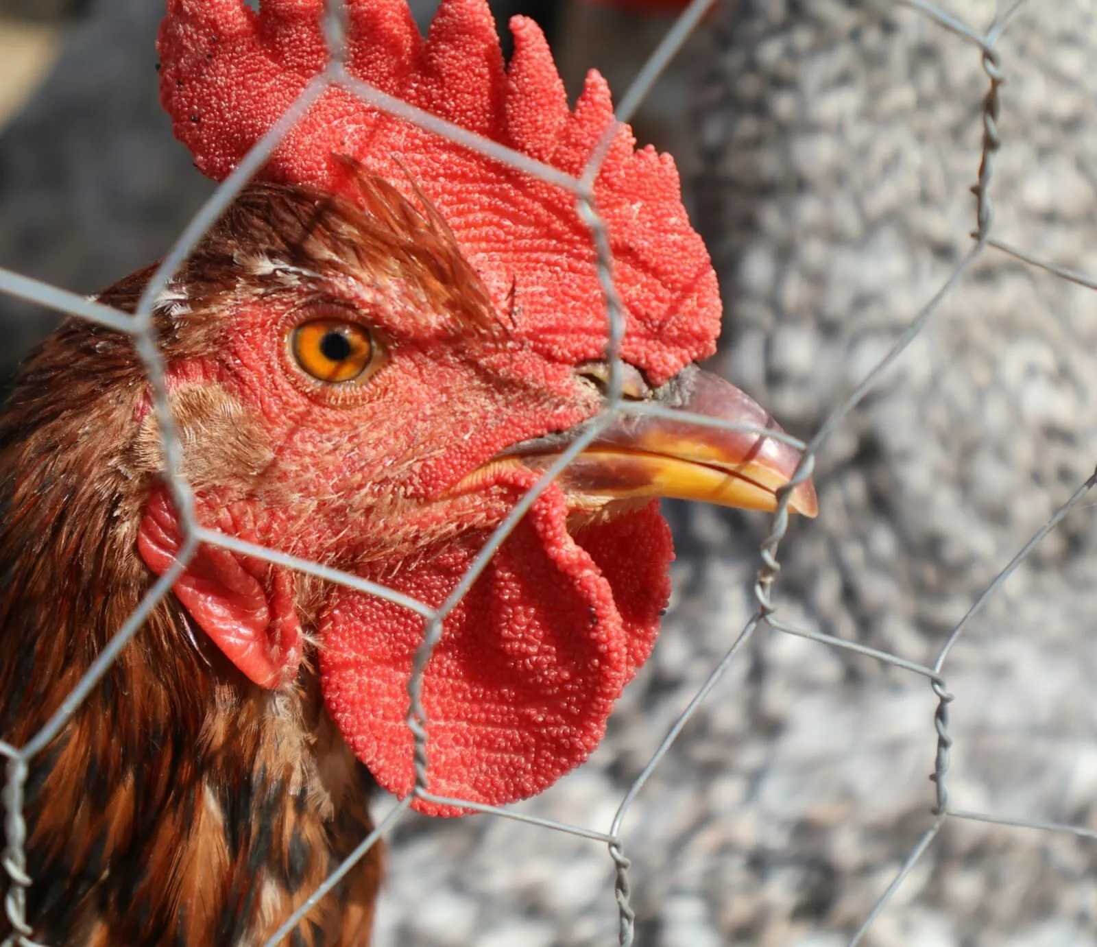 Fire Rooster