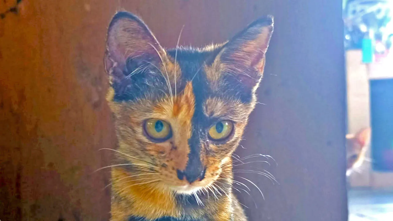 The uniqueness of cat colors