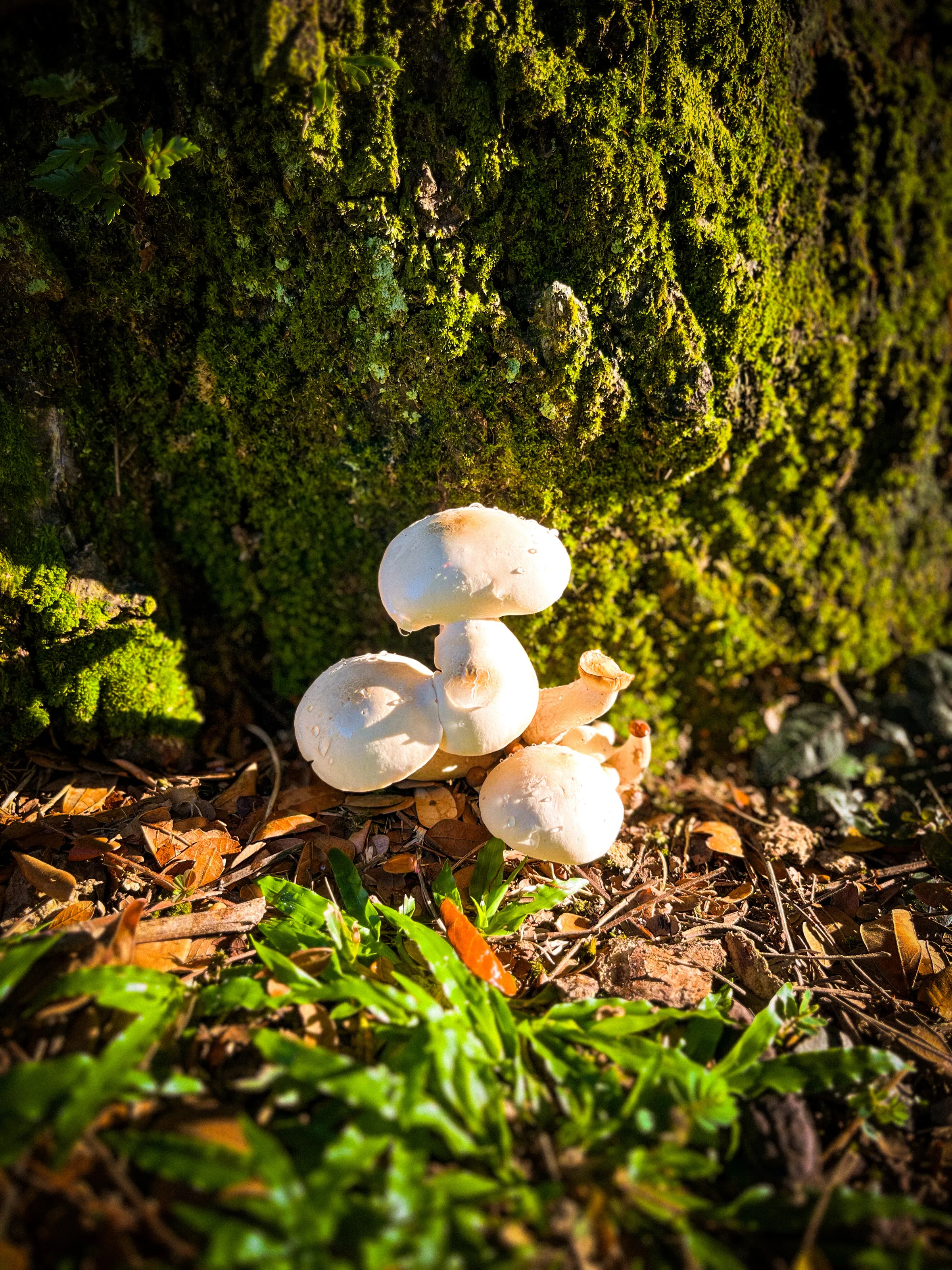 Tiny Mushrooms