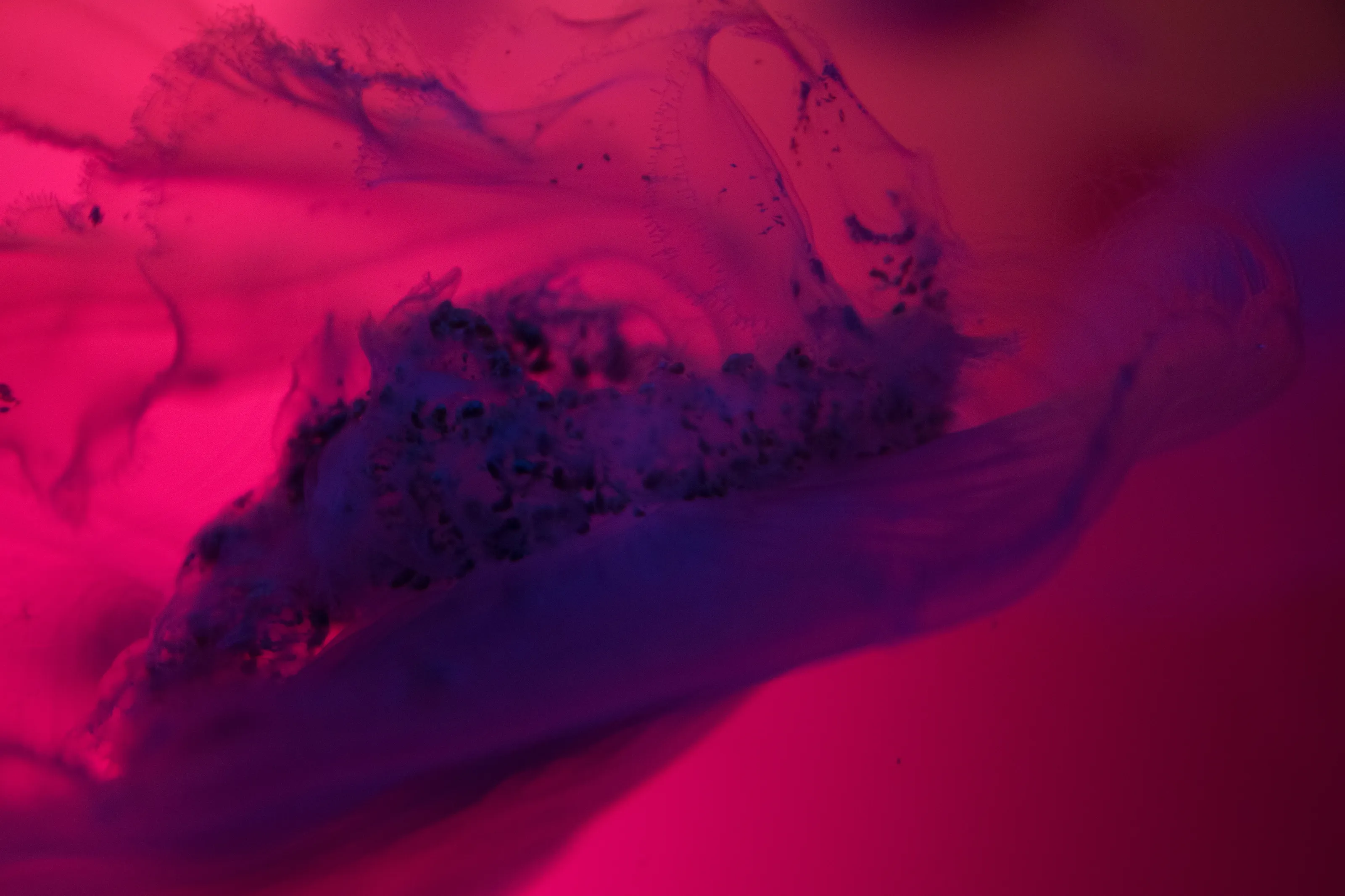 Jellyfish