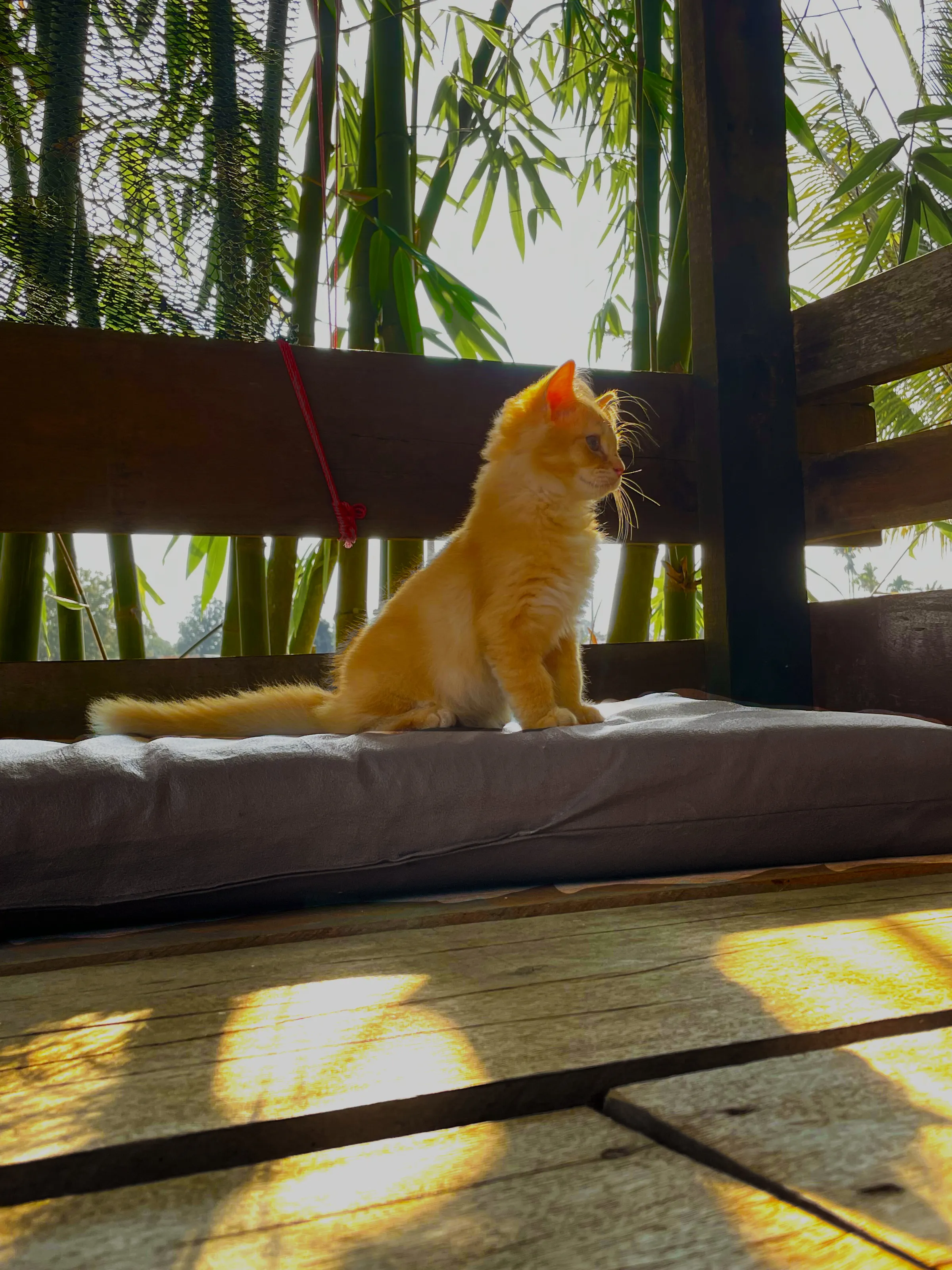 Orange Cat