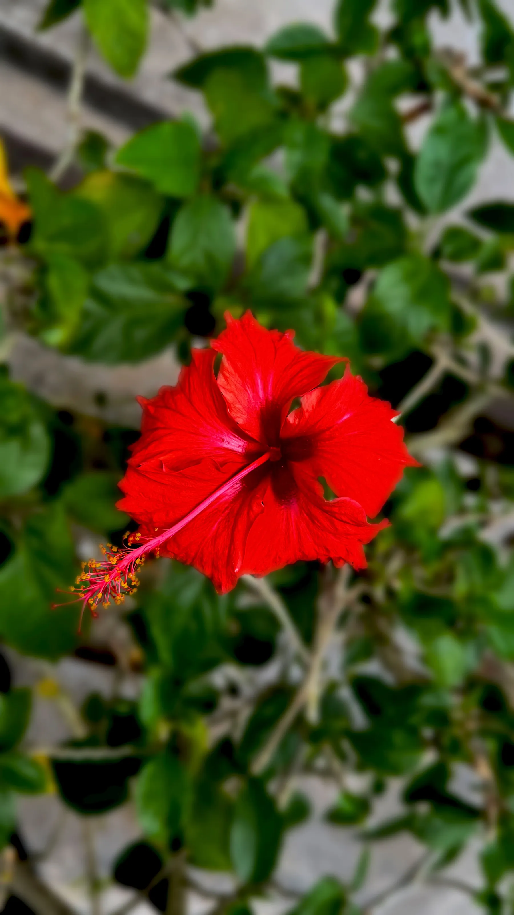 BLOOMING FLOWER