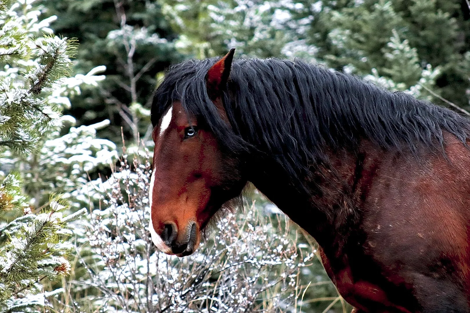 Alberta wild horses
