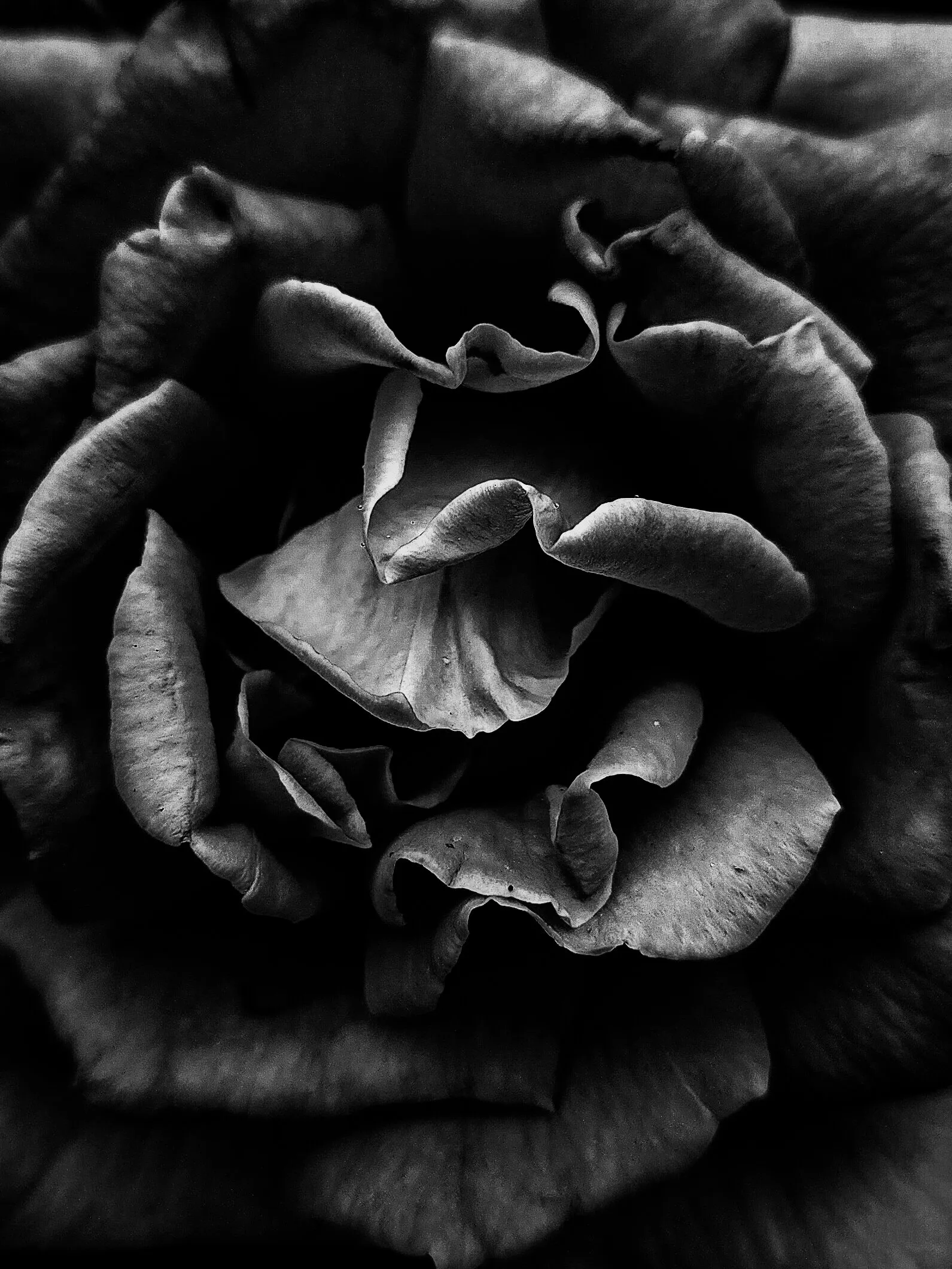 Darkness Rose