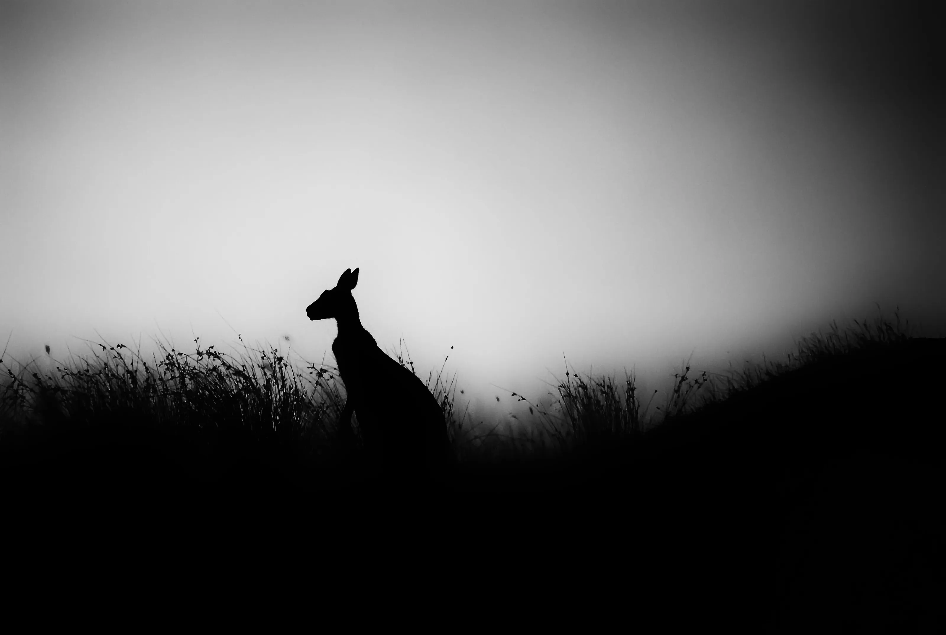 Kangaroo @ dusk