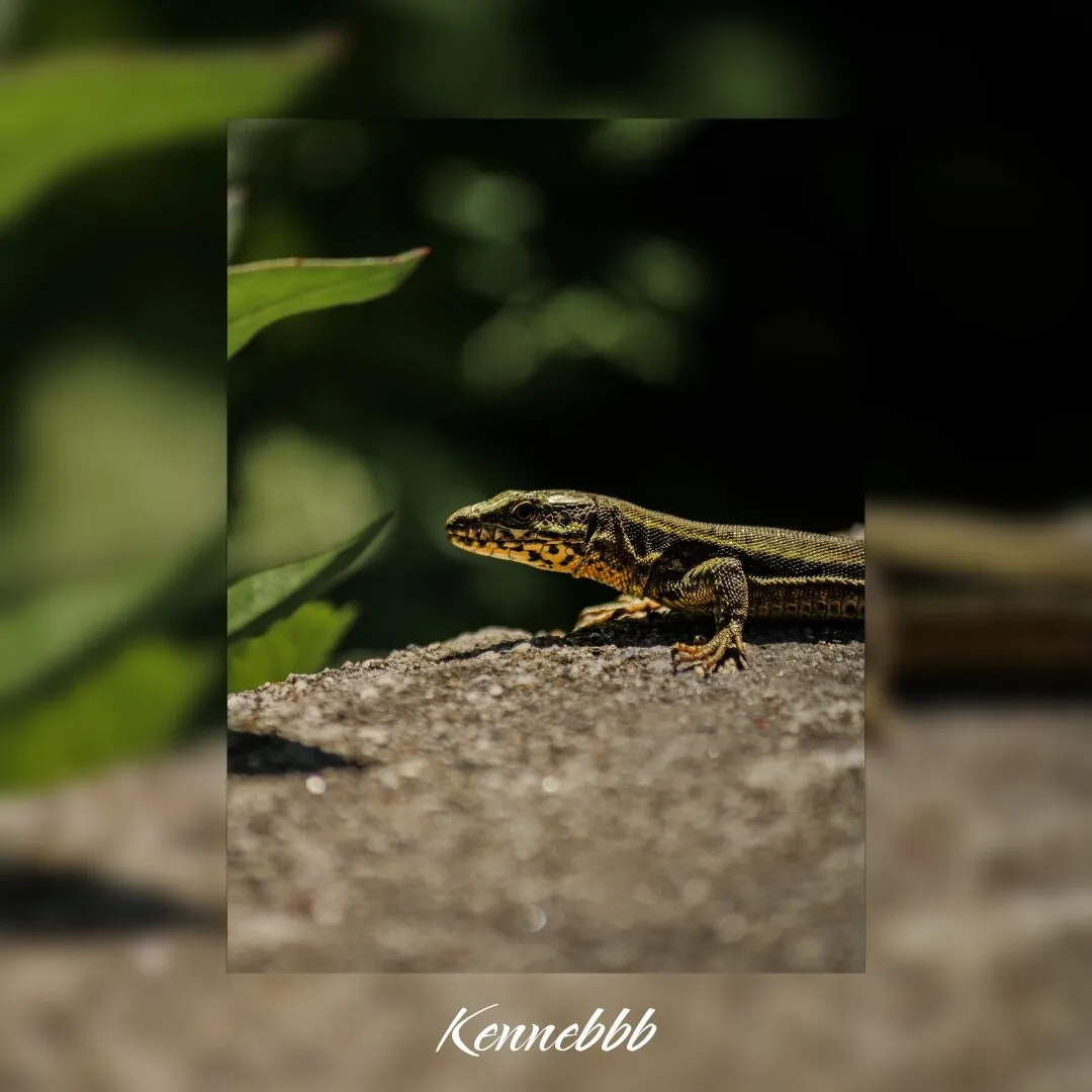 Lézard