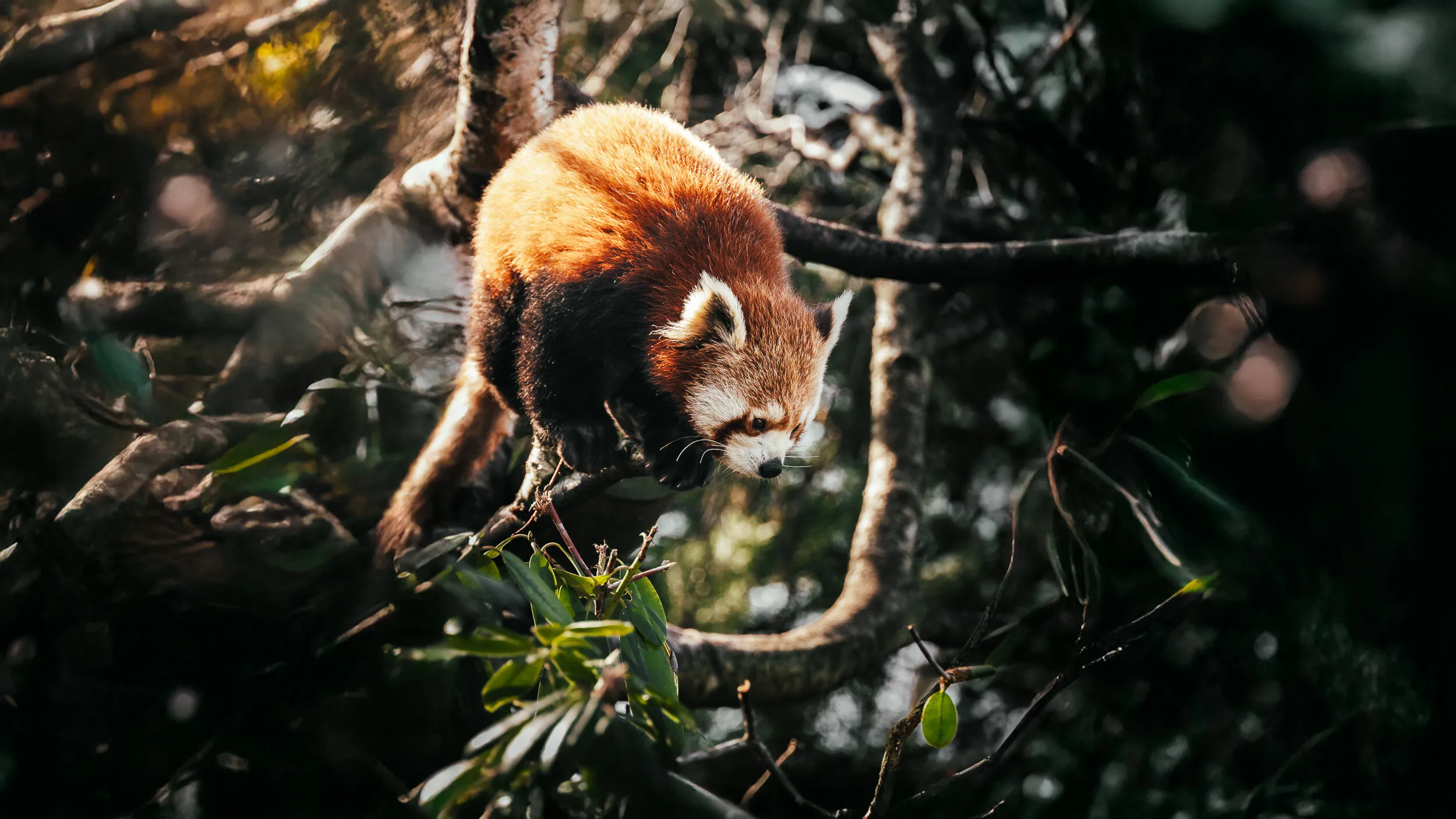 Fluffy Hunter