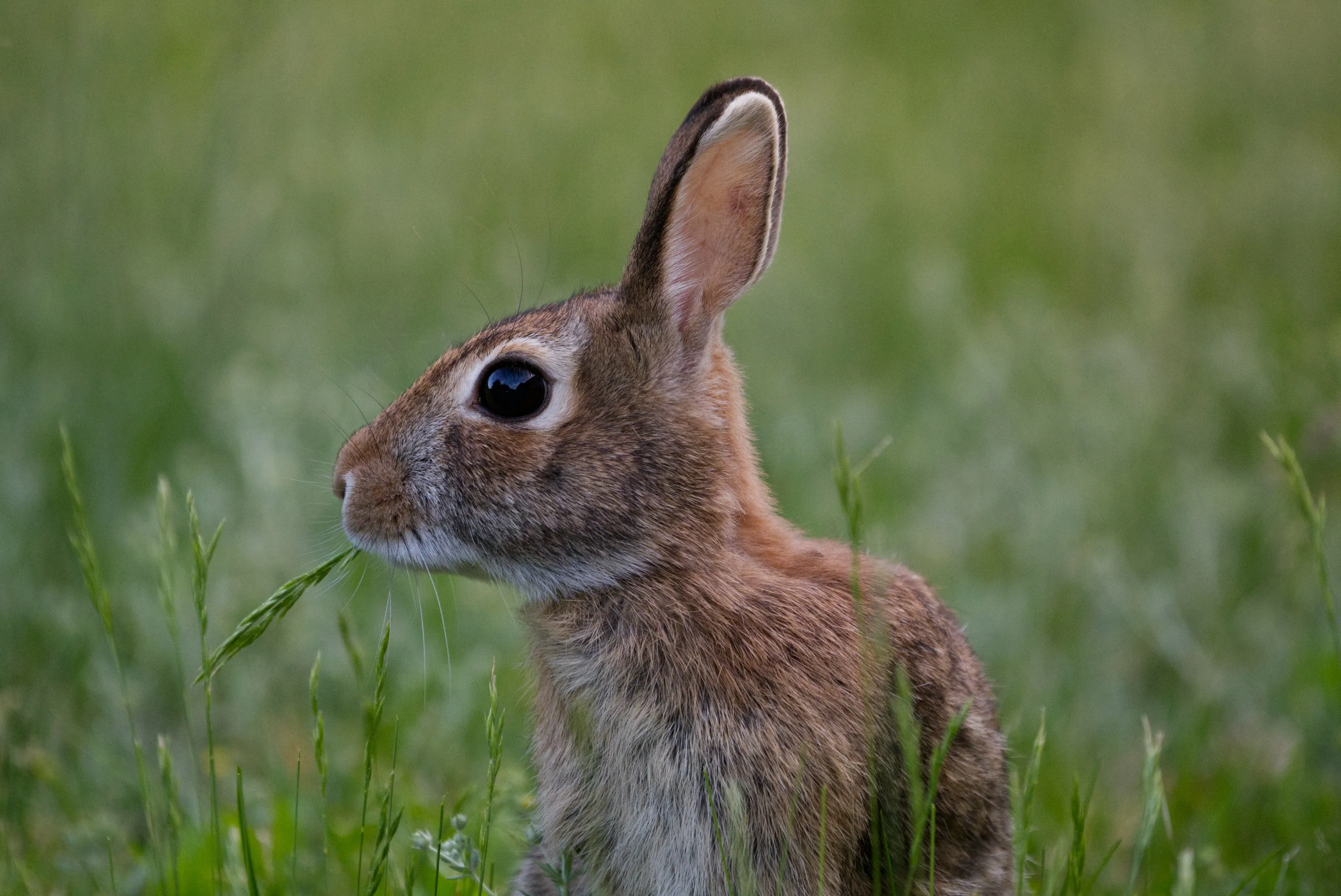 A little snack for a little rabbit.