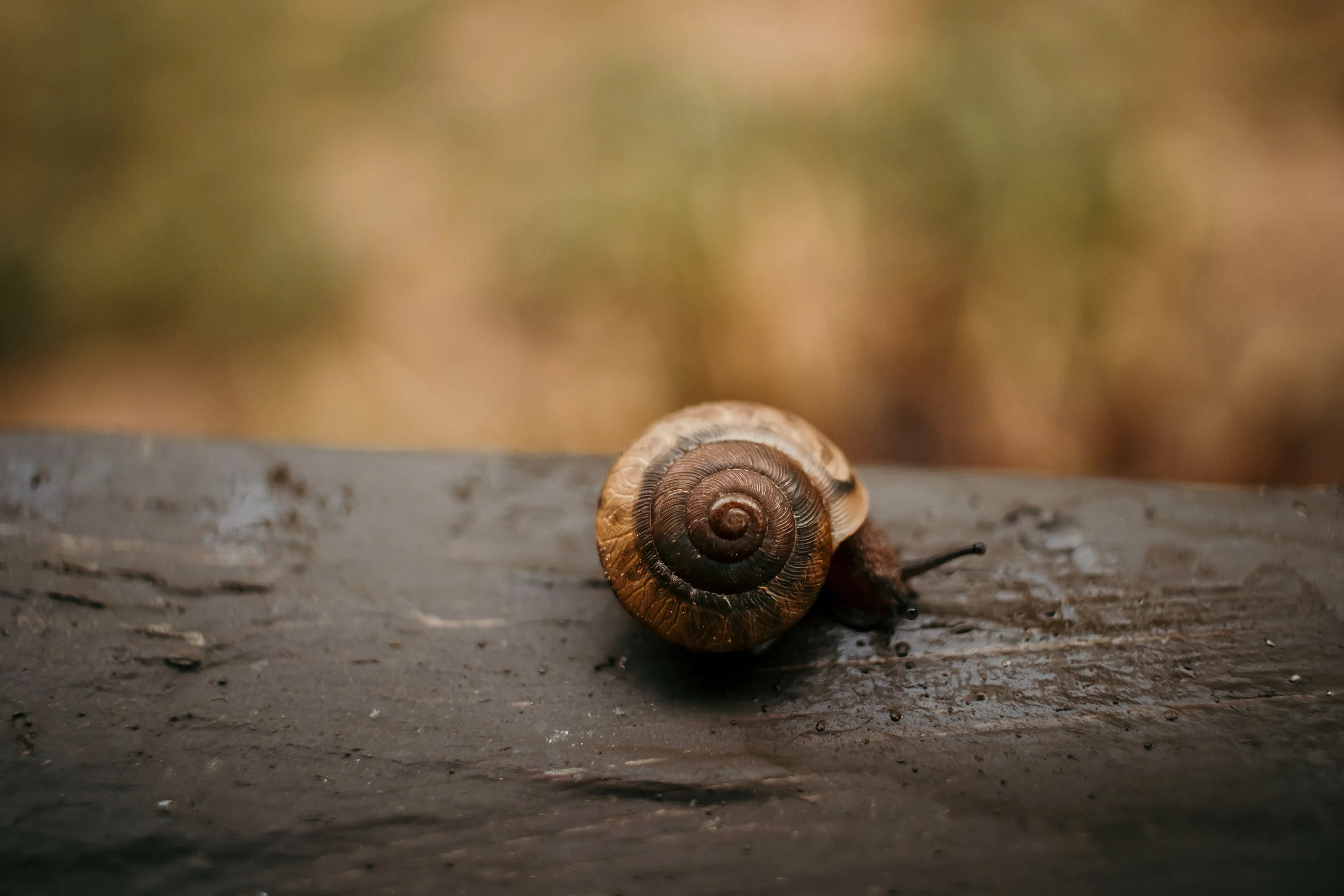 Snail Shell