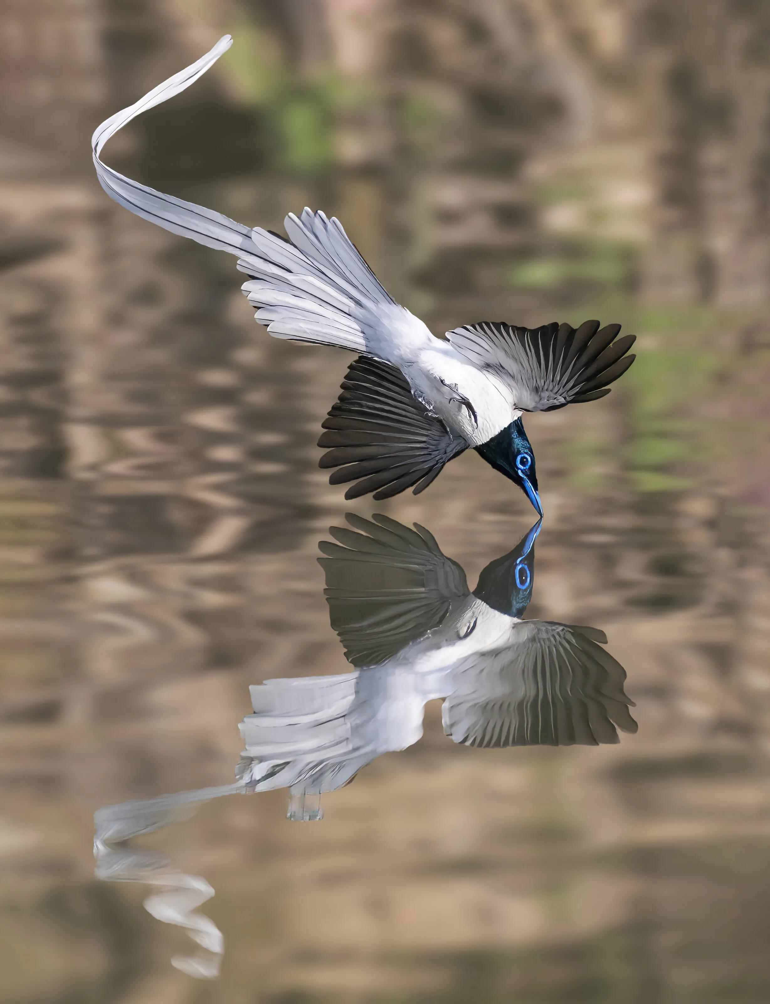 Reflection