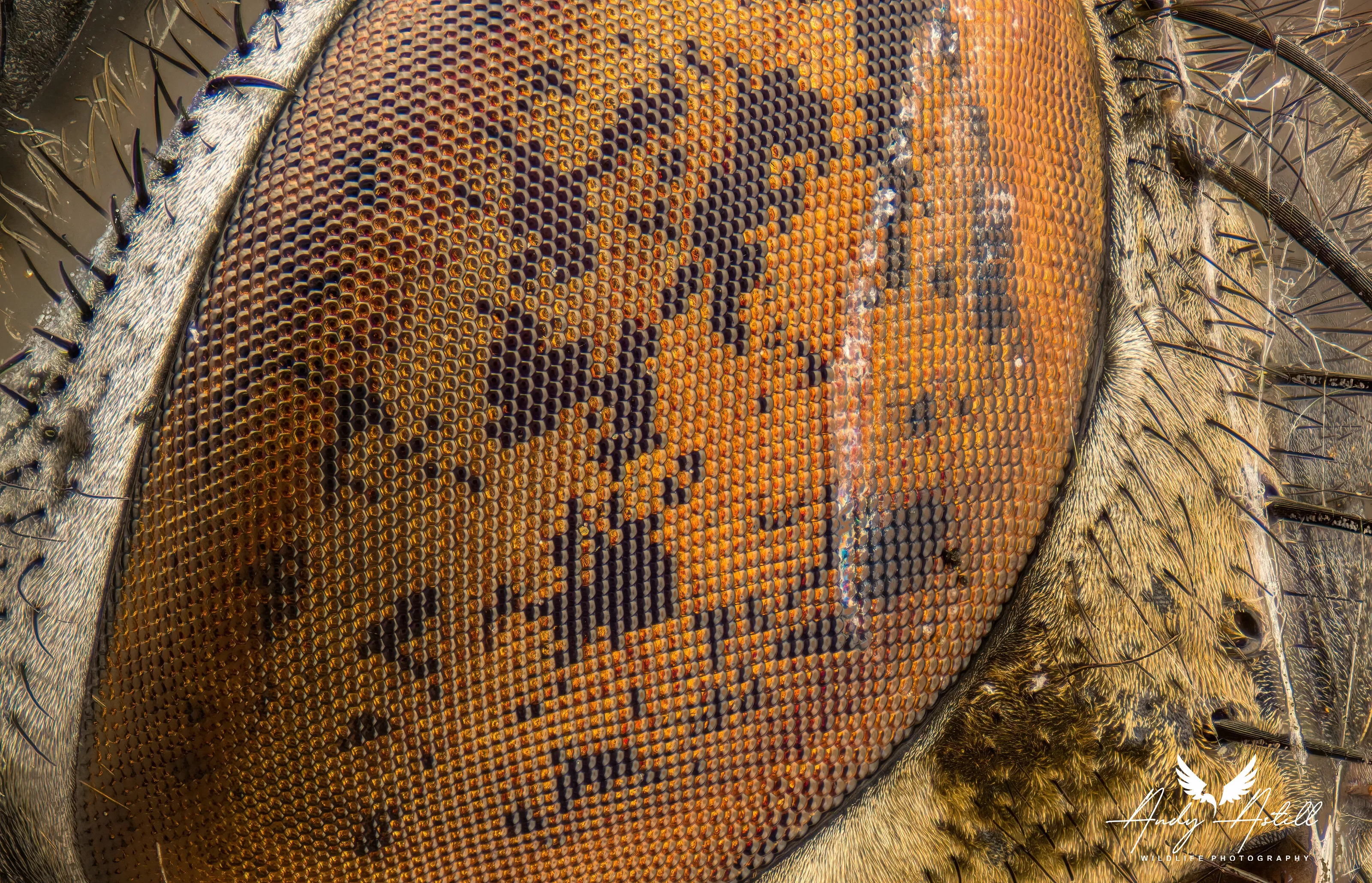 Fly eye