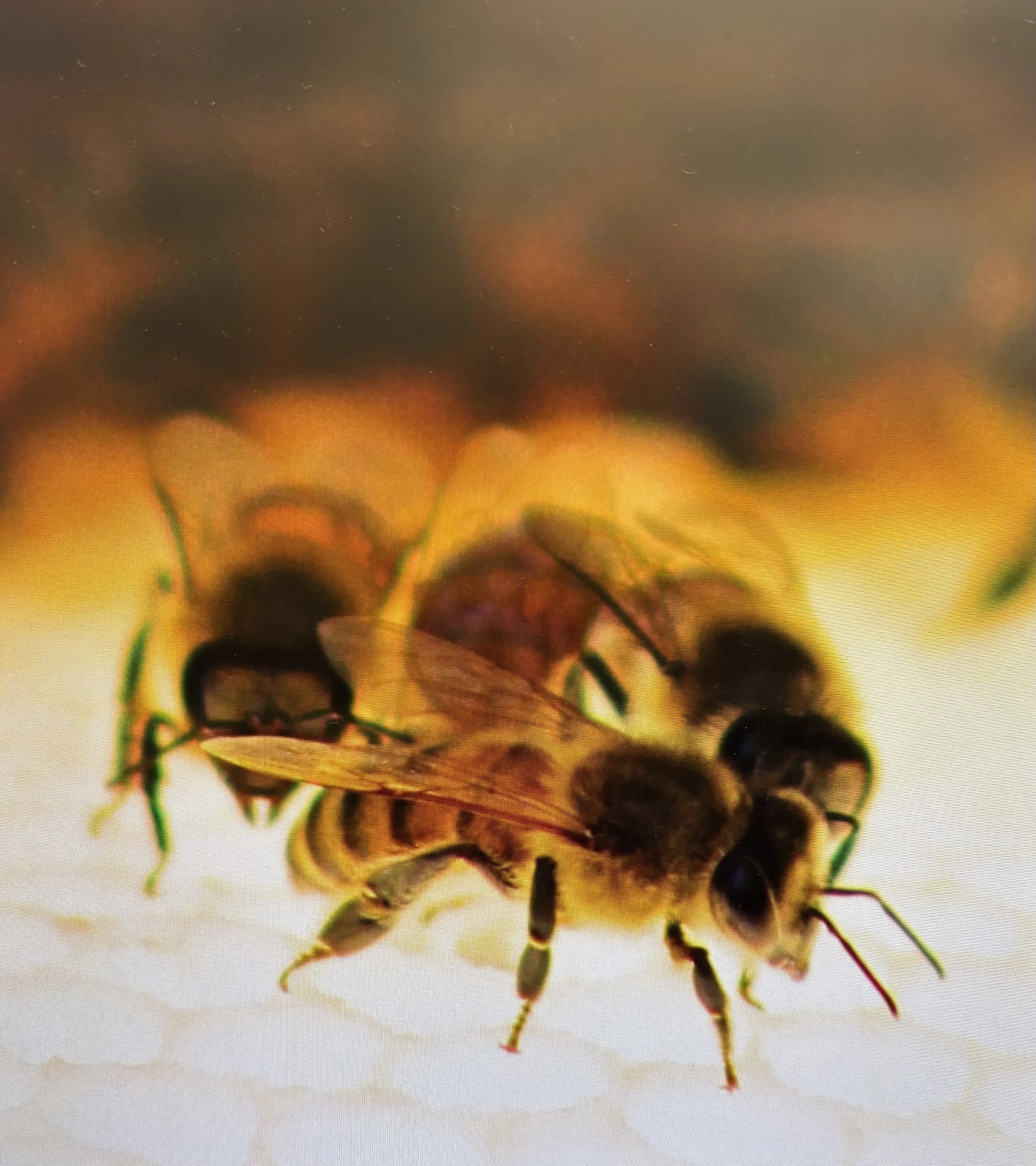 Glowybee