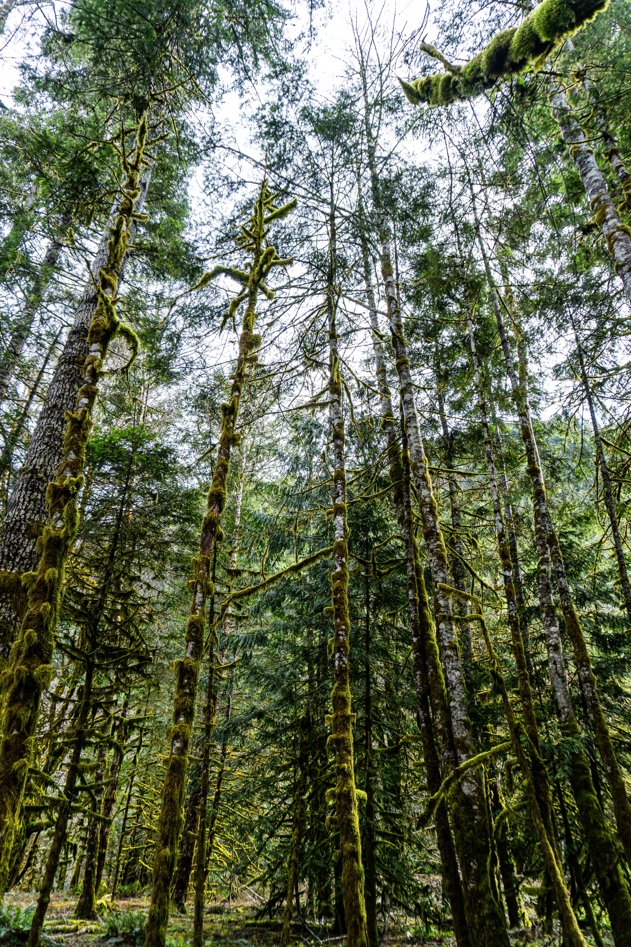 Spring in Washington