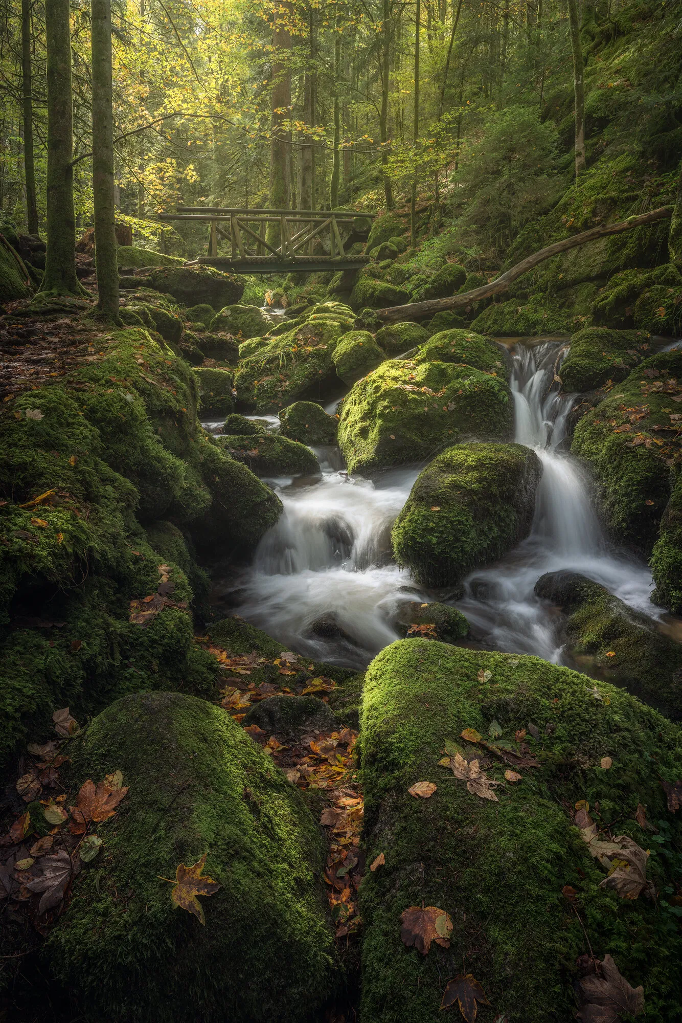 Lush Gorge