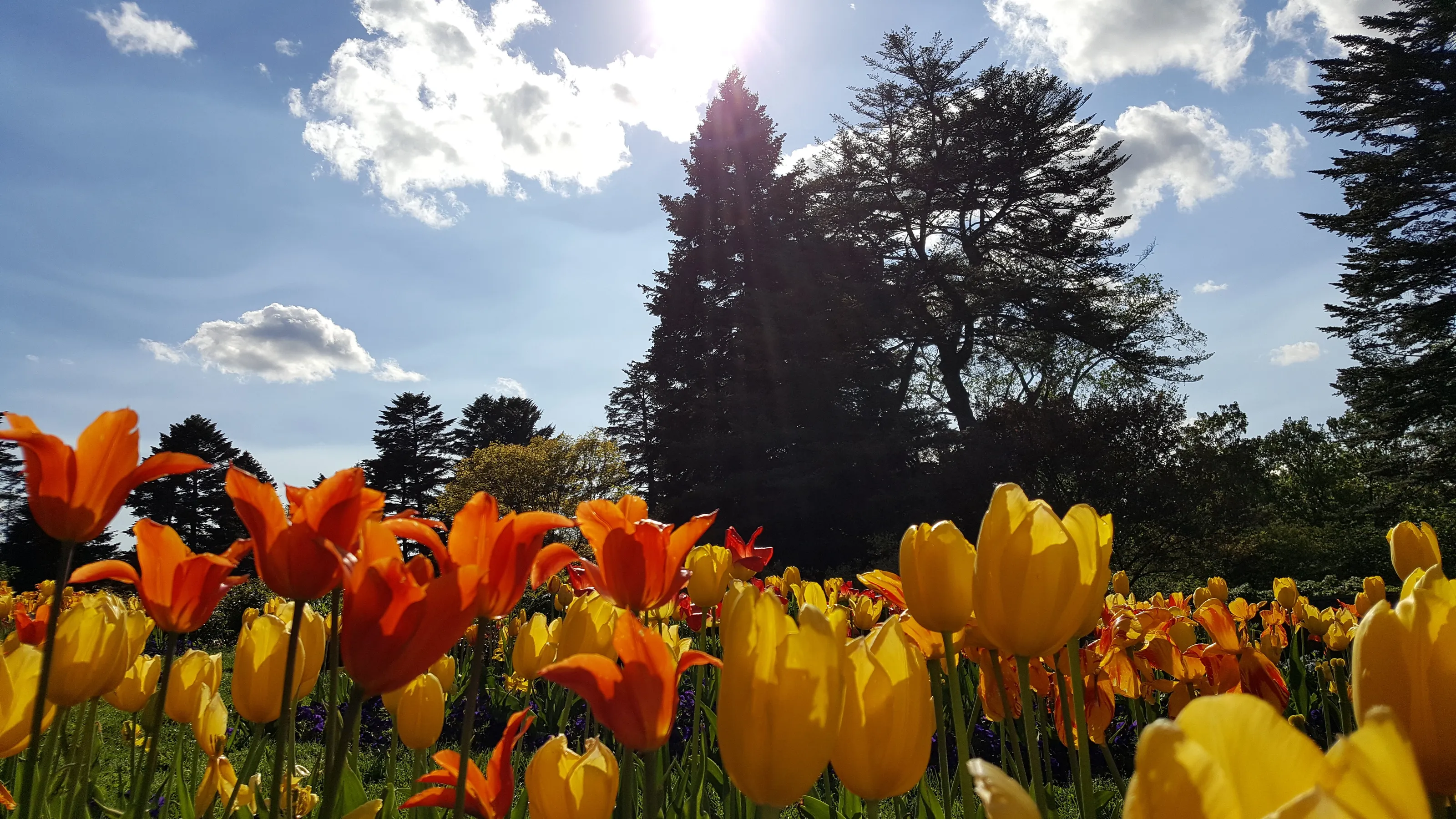 Tulips and sky