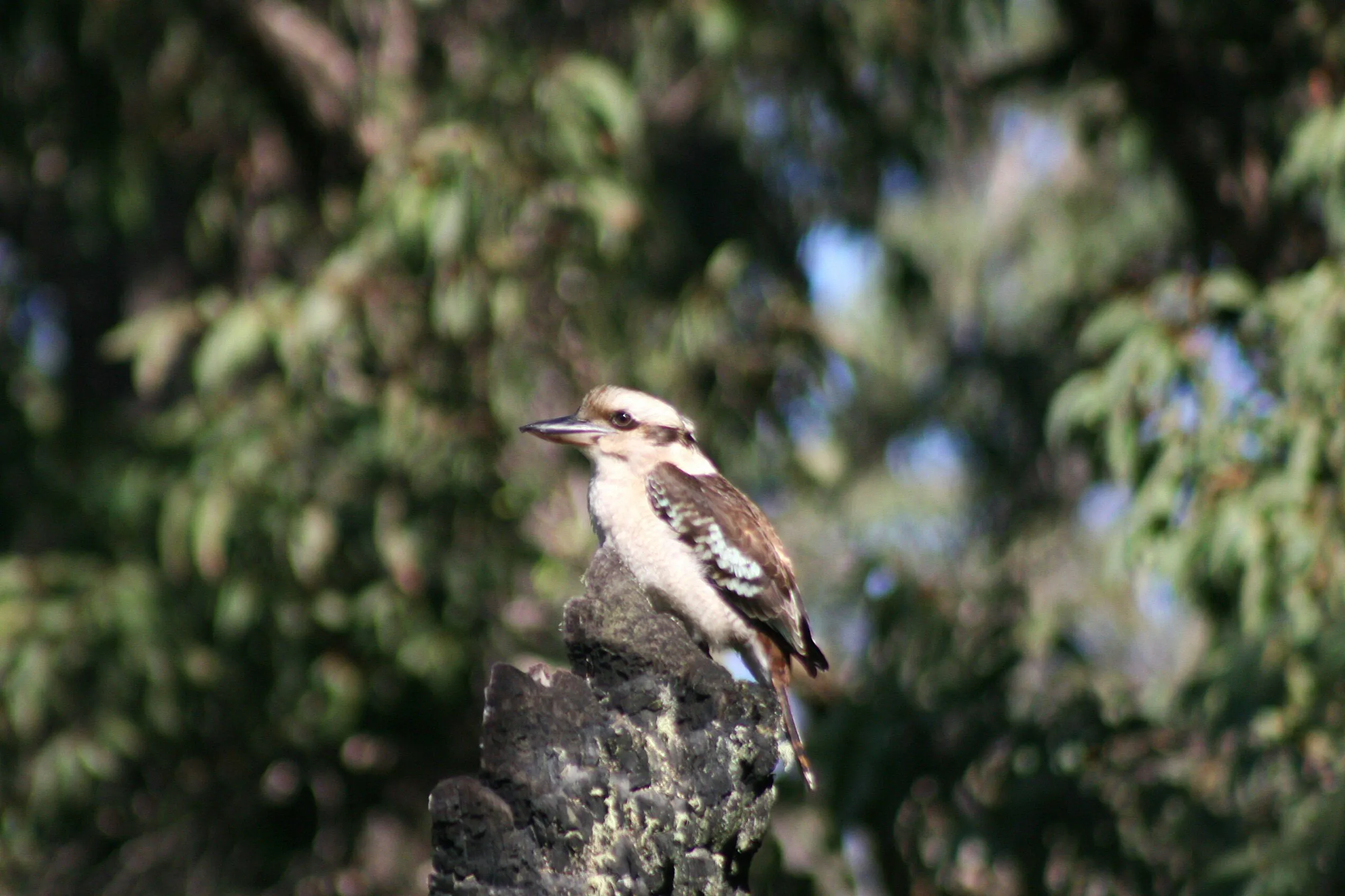 Kookaburra
