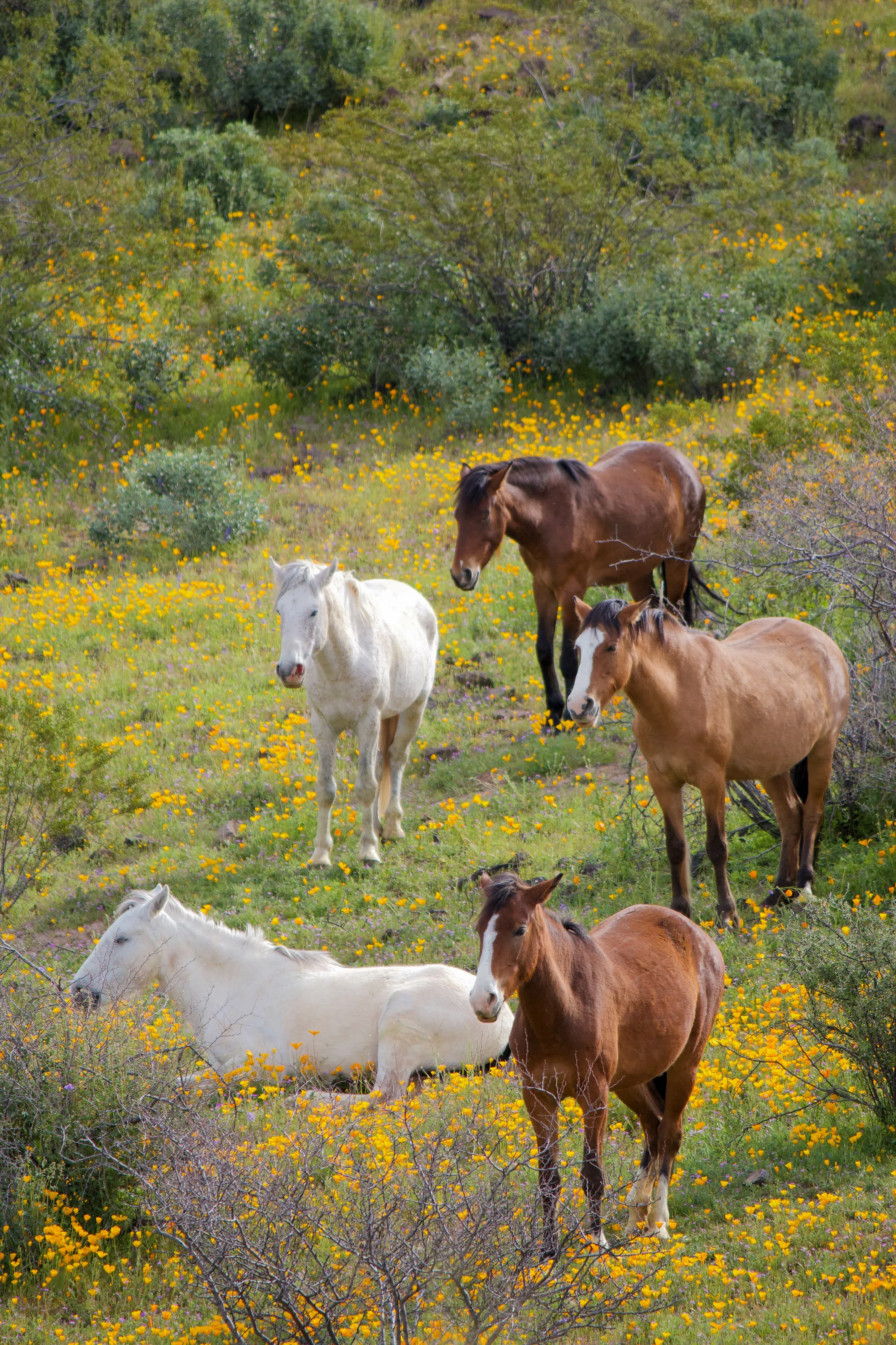 Wild Horses and Wild Flowers