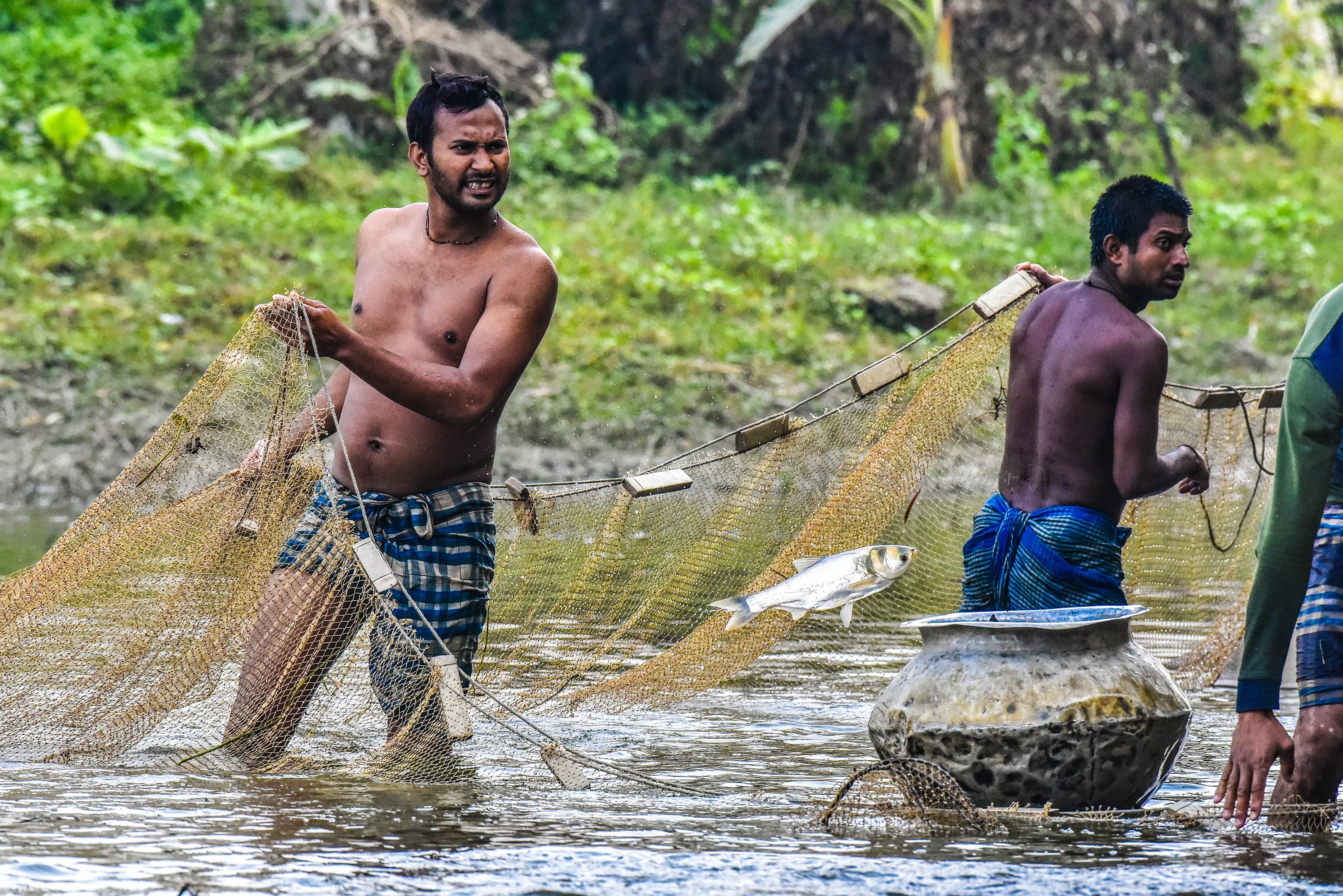 Candid expression of Fishermen working as a team where fishes Leap to Escape the Net.