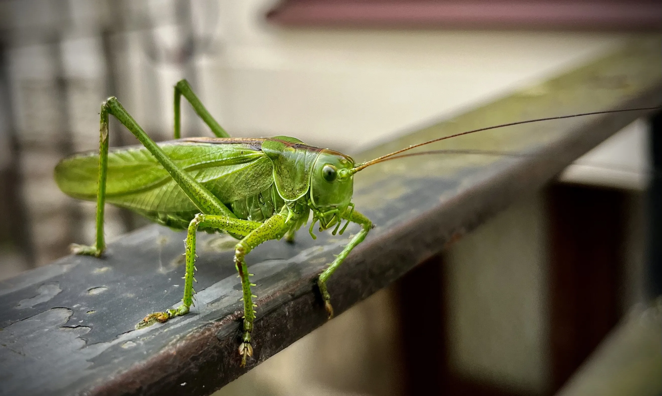 Grasshopper