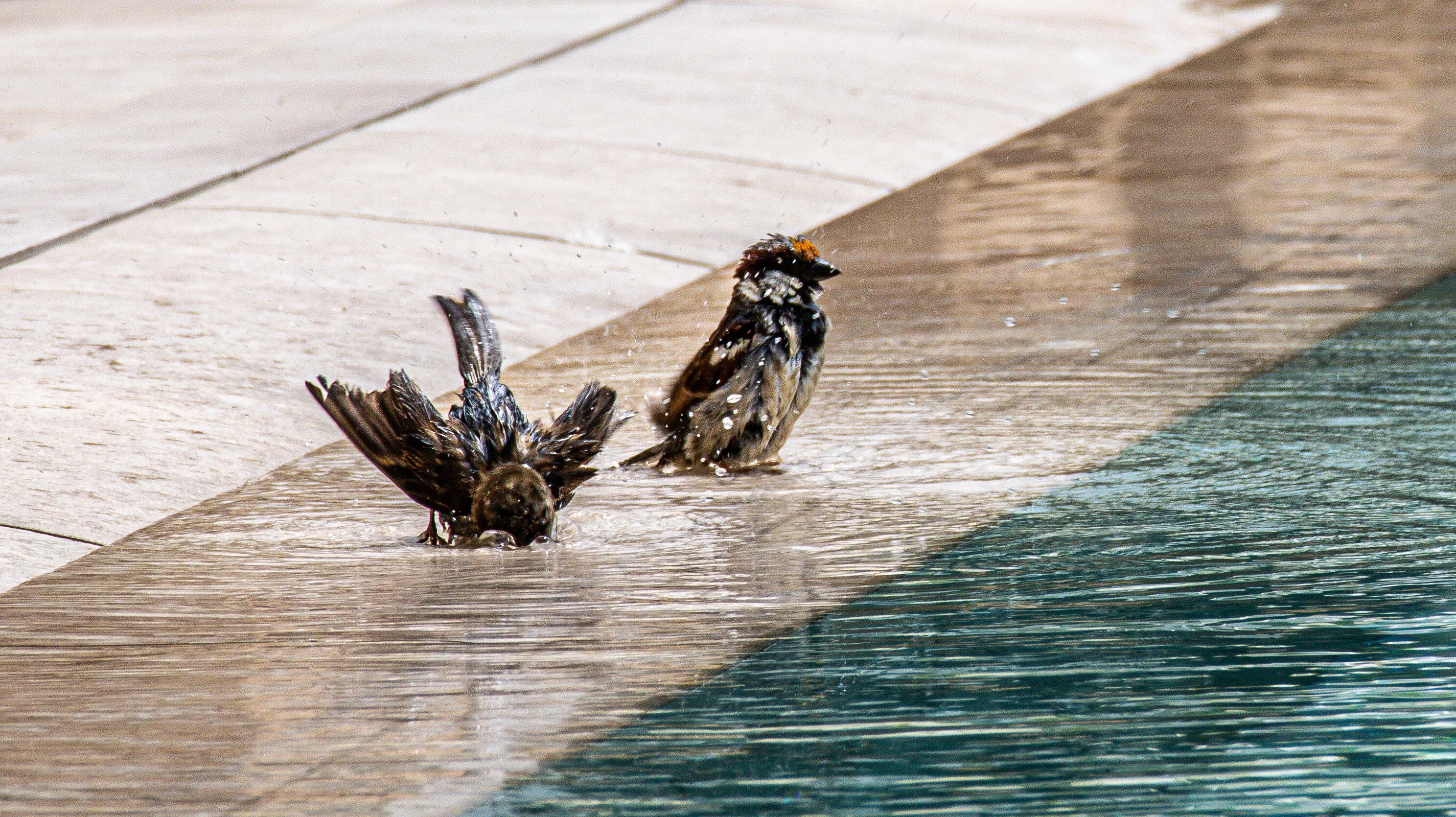 Joyful Bathing