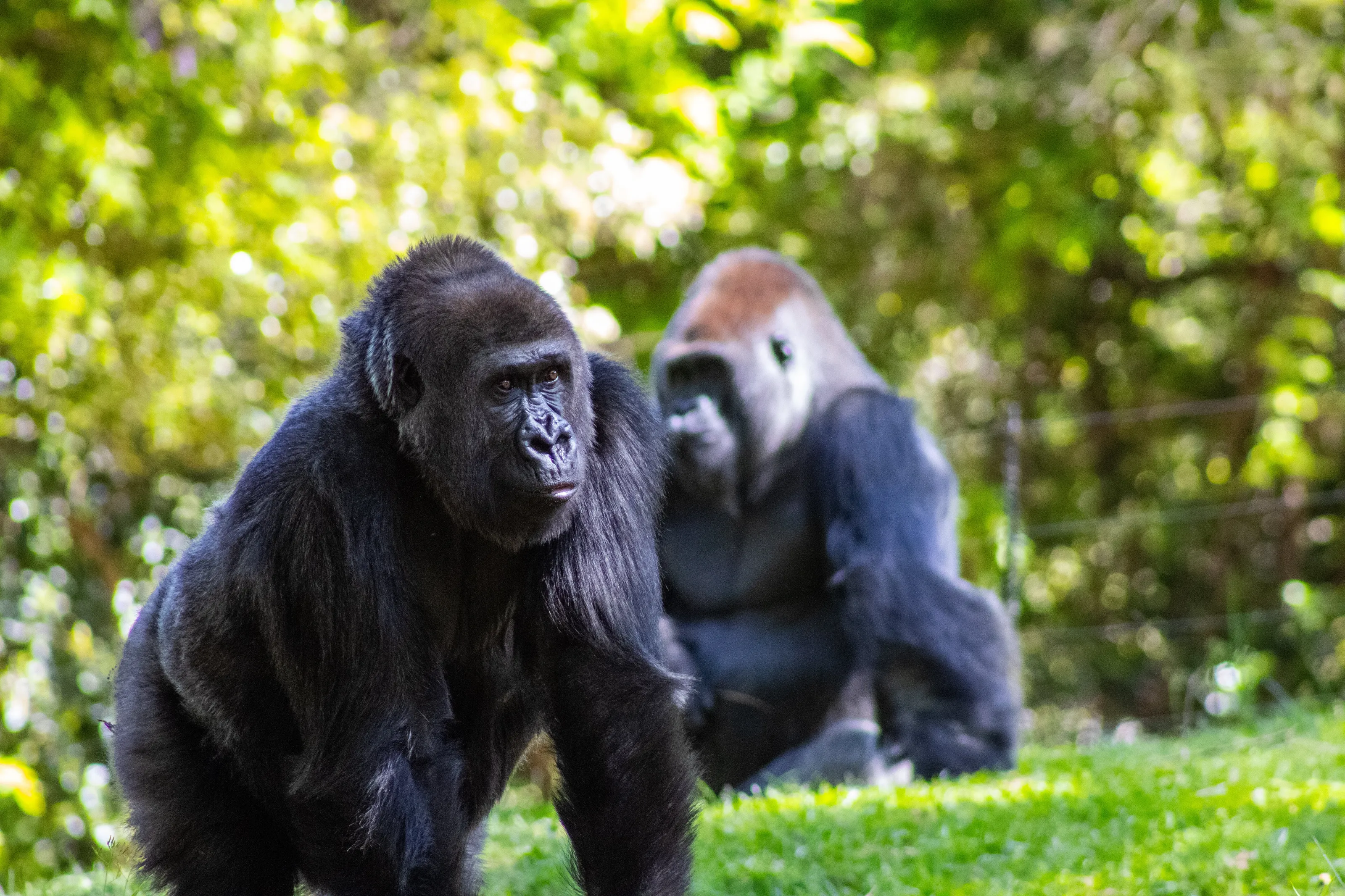 Gorillas at Peace