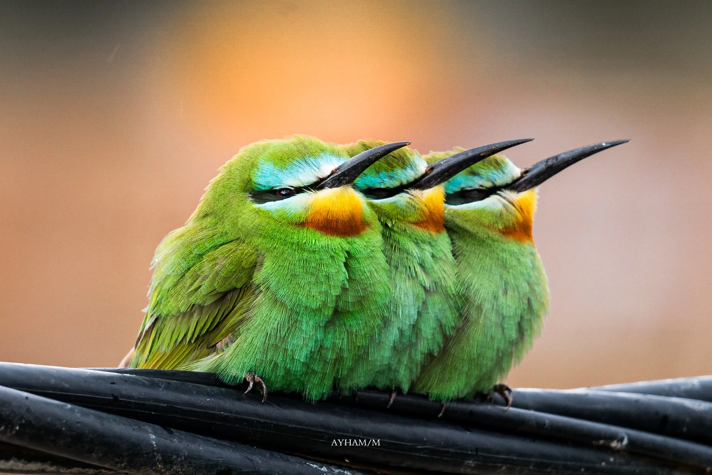 The blue-cheeked bee-eater