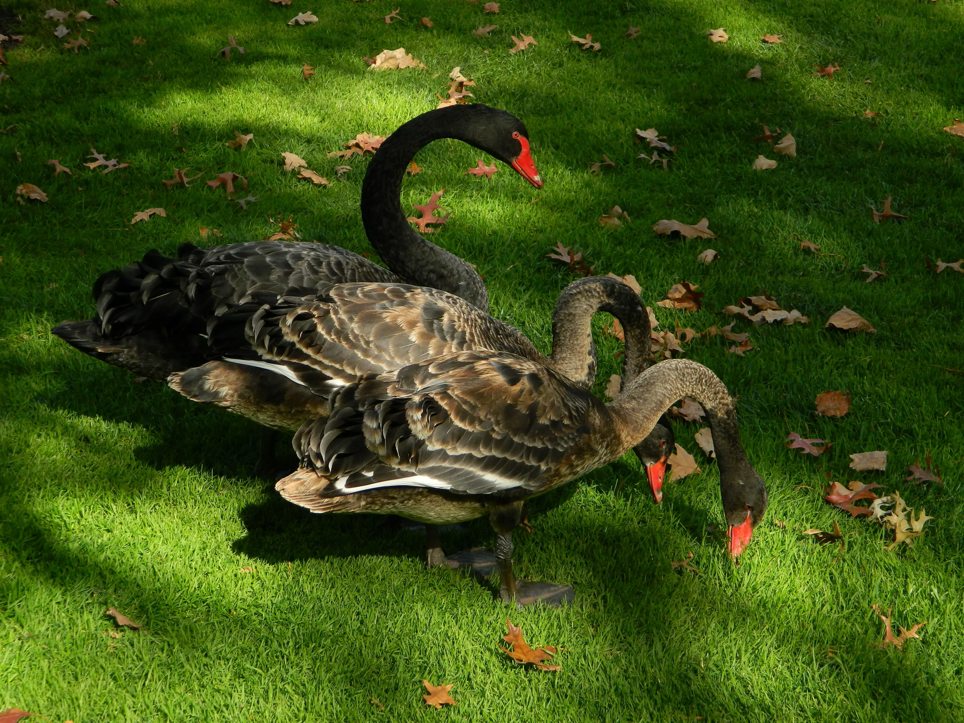 Swan family