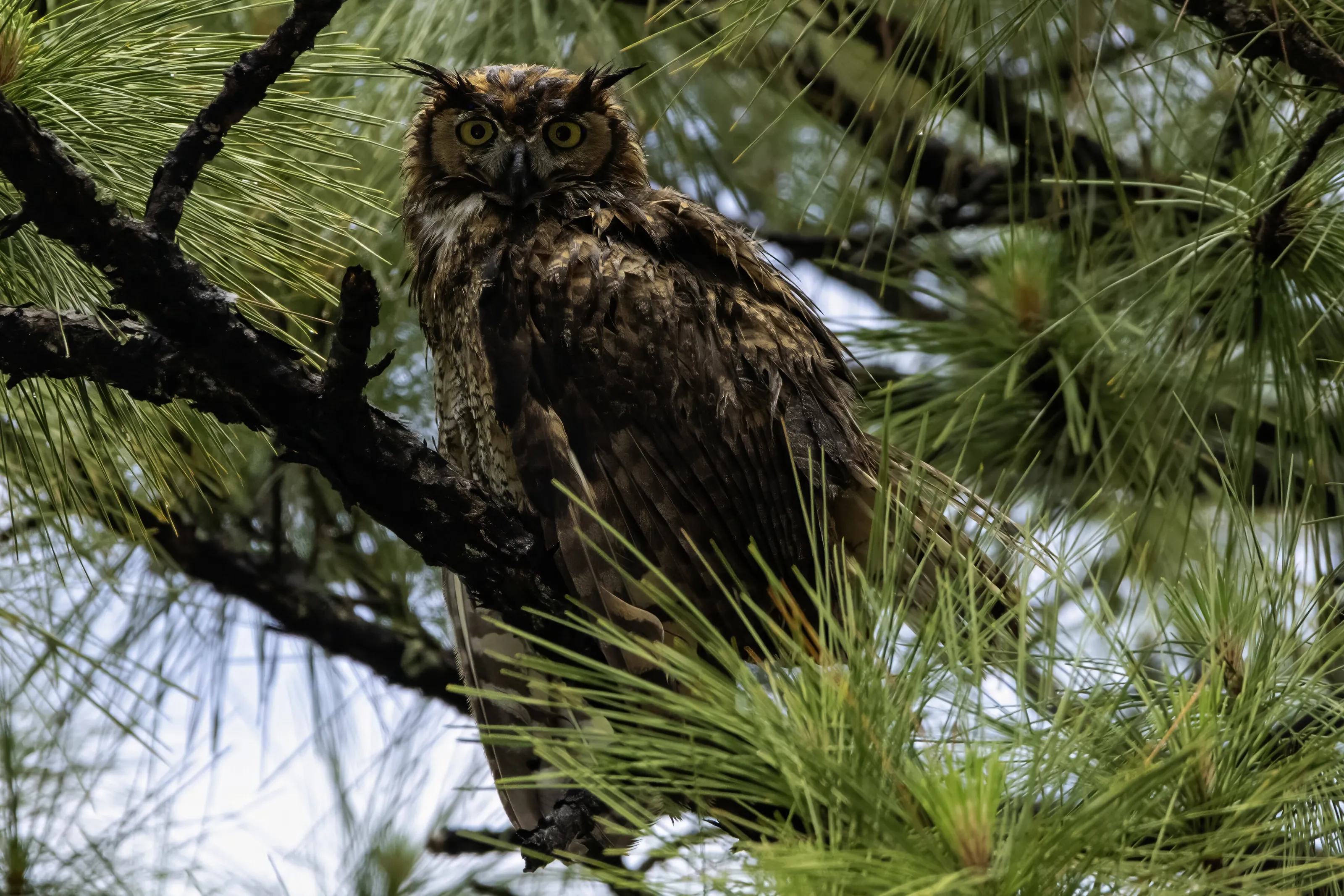 Great Horned Owl caught in a rainstorm