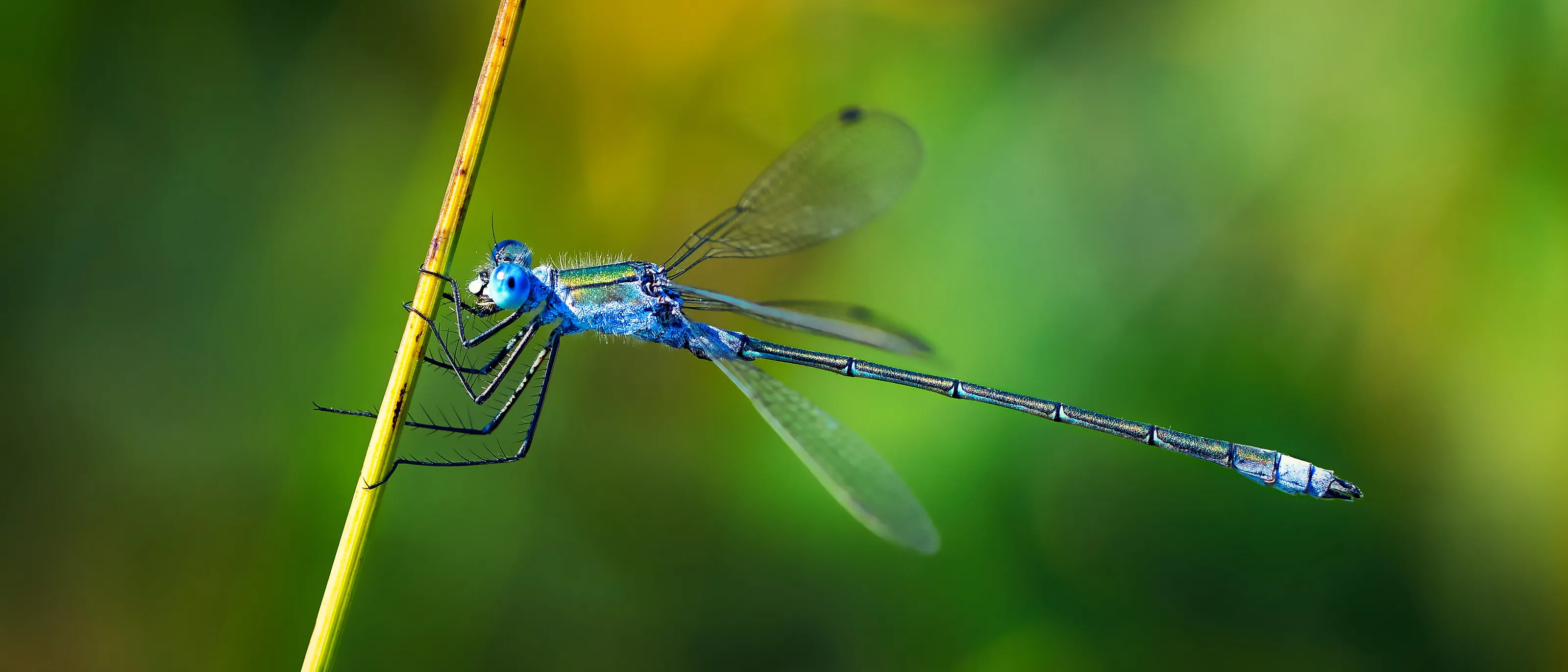 Dragonflies and Damselflies