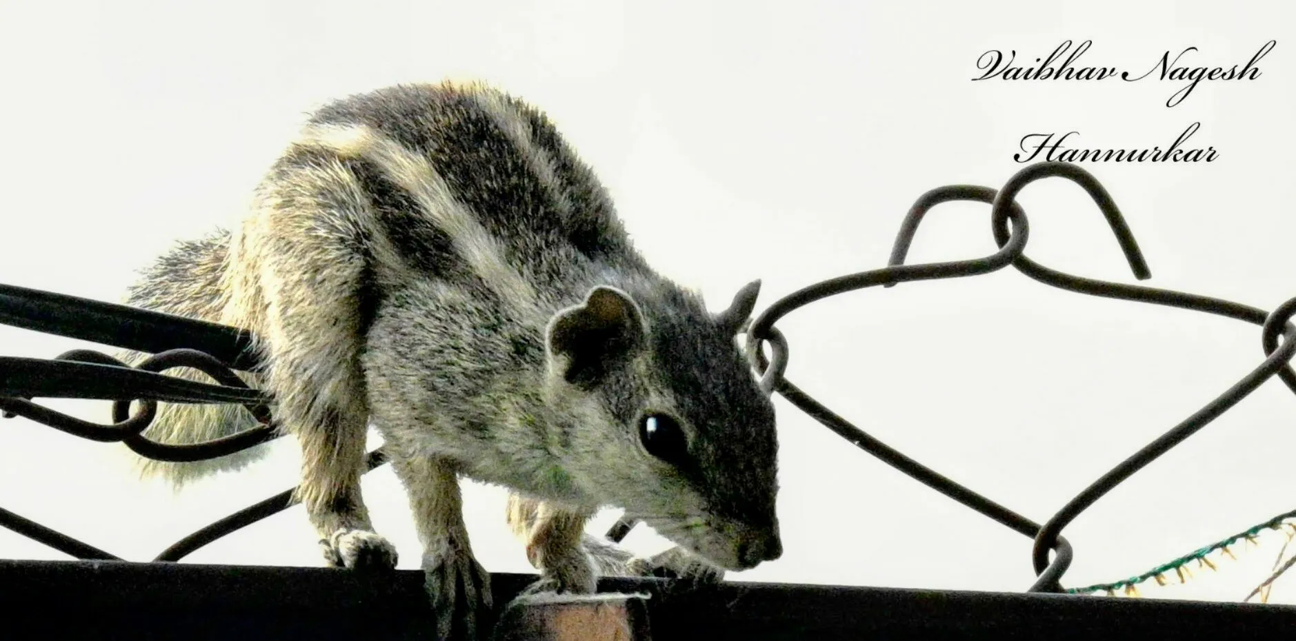 he Indian palm squirrel or three-striped palm squirrel (Funambulus palmarum)
