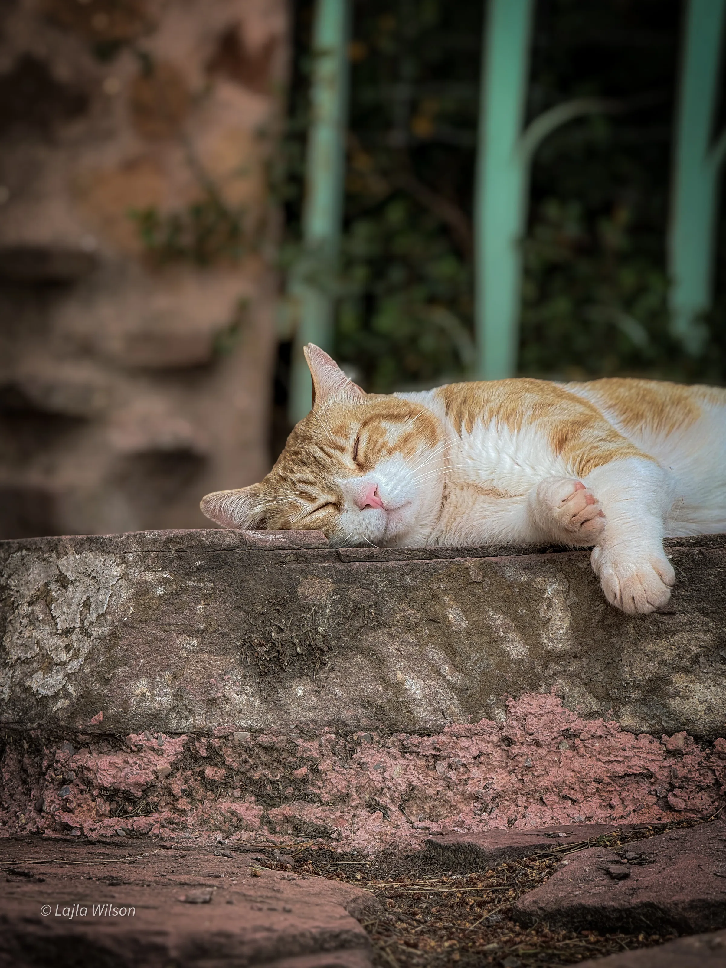 Street cat of Spain