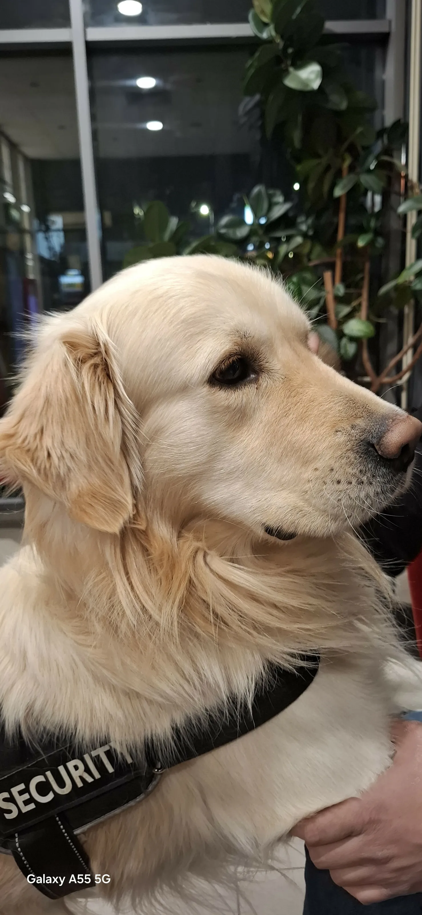 Golden Retriver