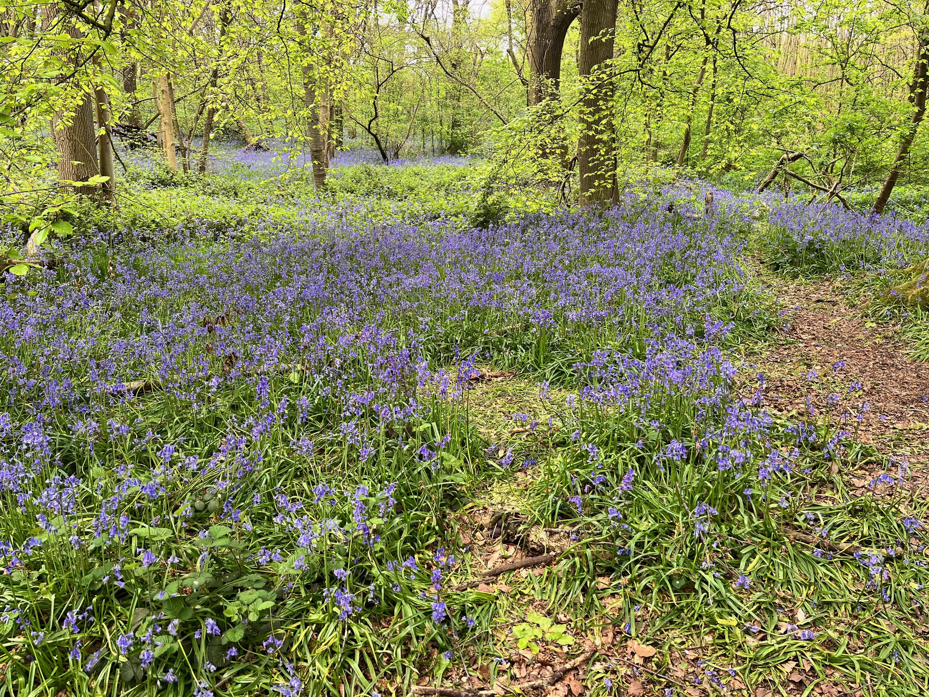 A carpet of Bluebells