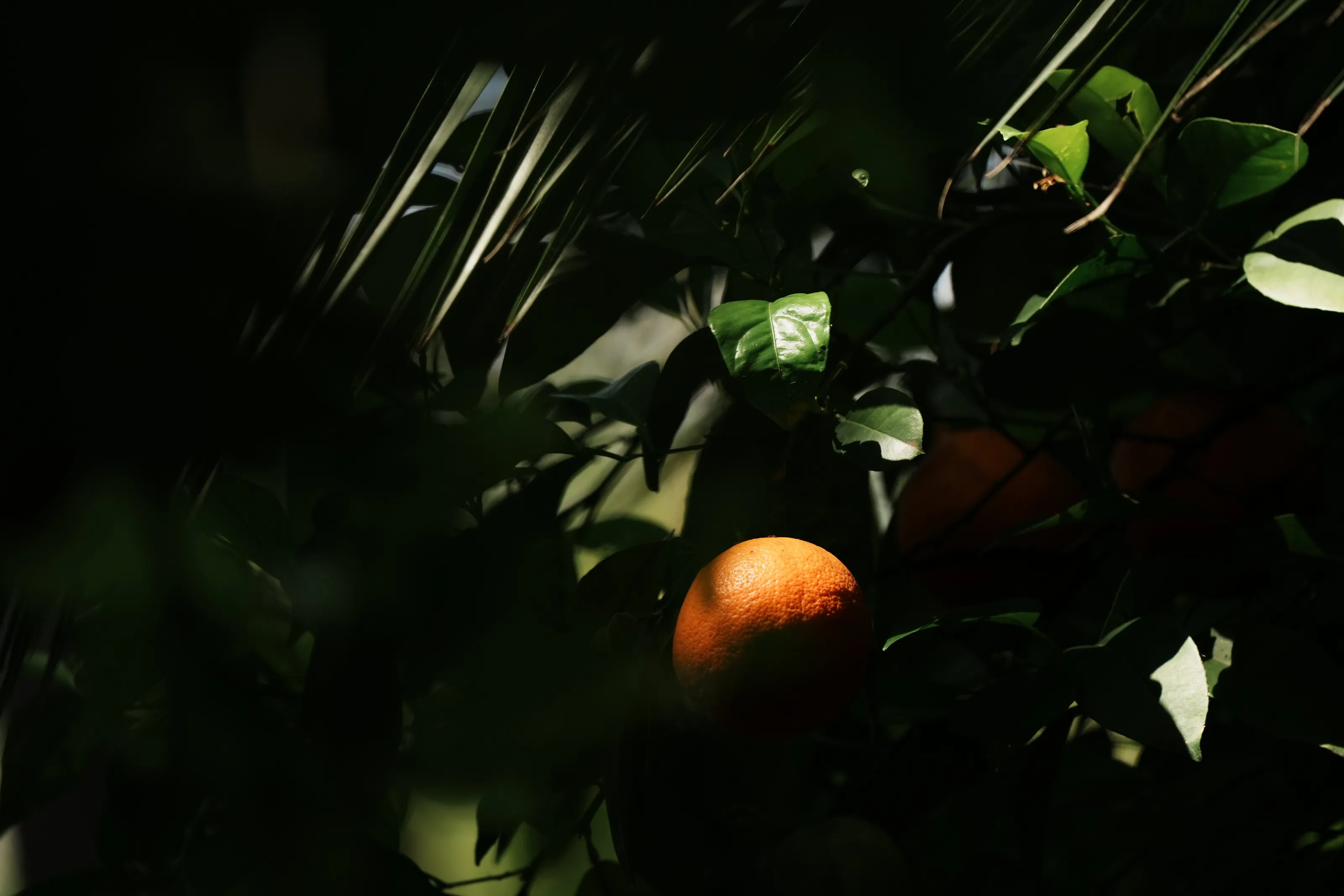 Orange in the bushes