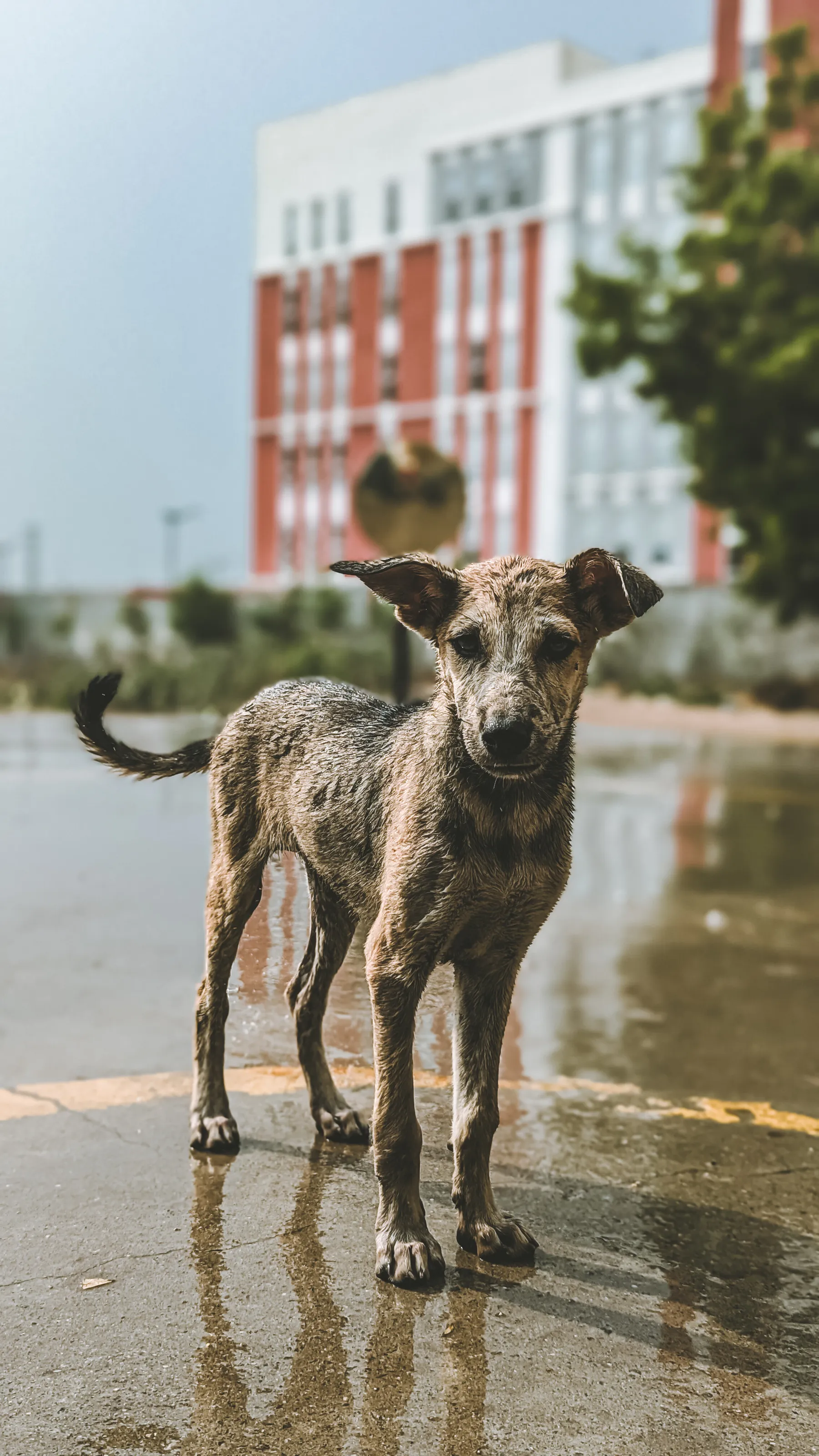 Raindrops to Sunbeams ( A street Dog captured in rain)