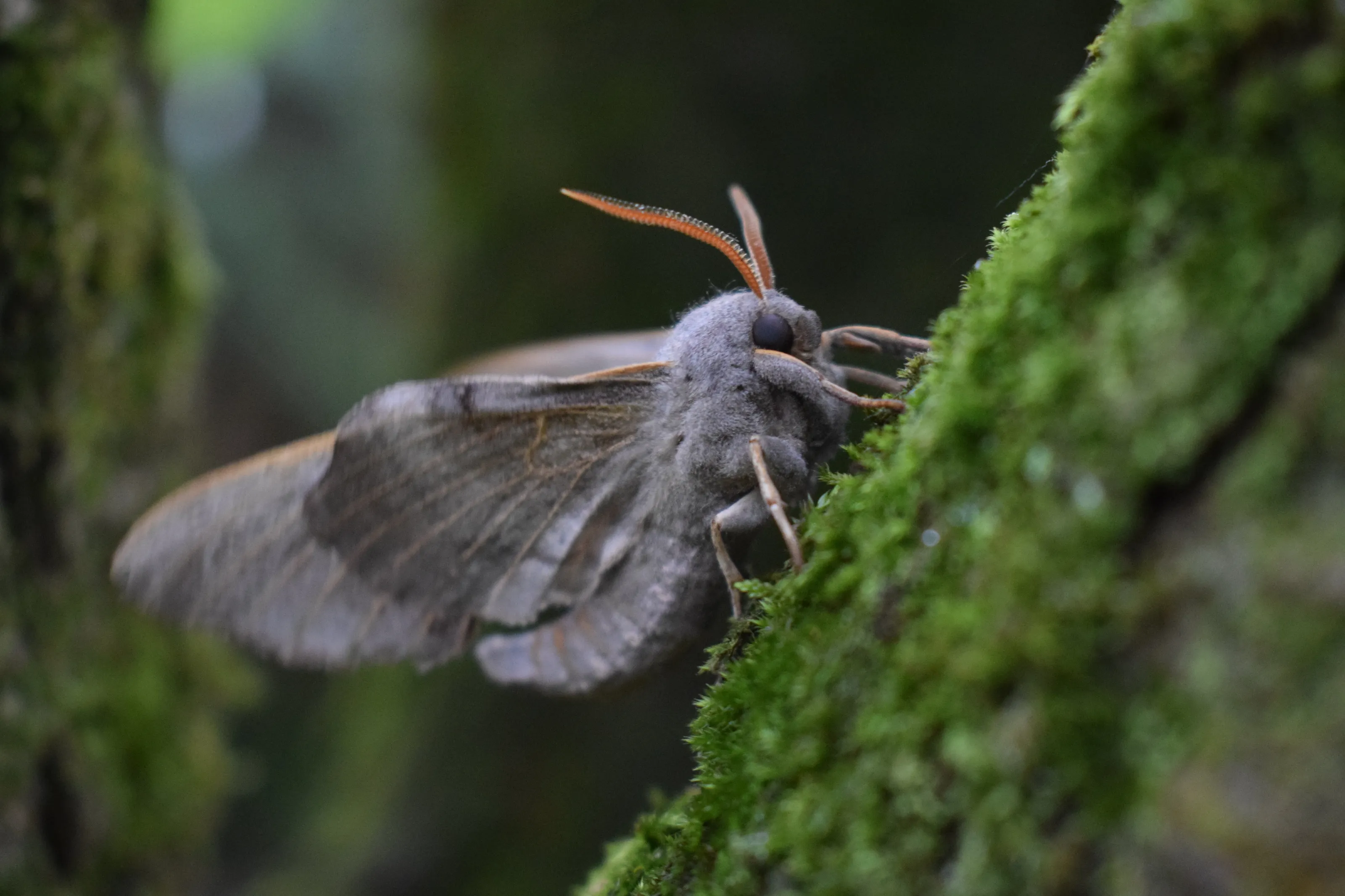 Poplar Hawk moth