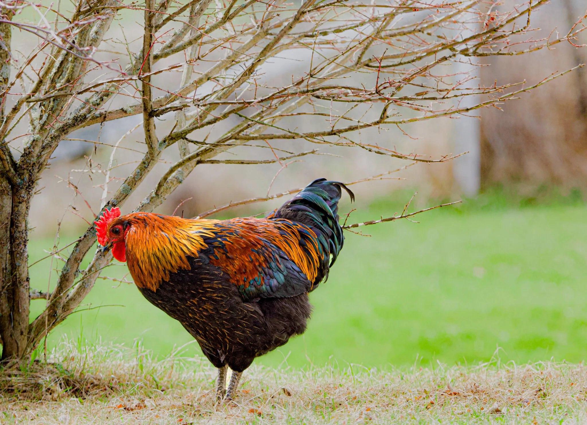 Black Copper Maran Rooster