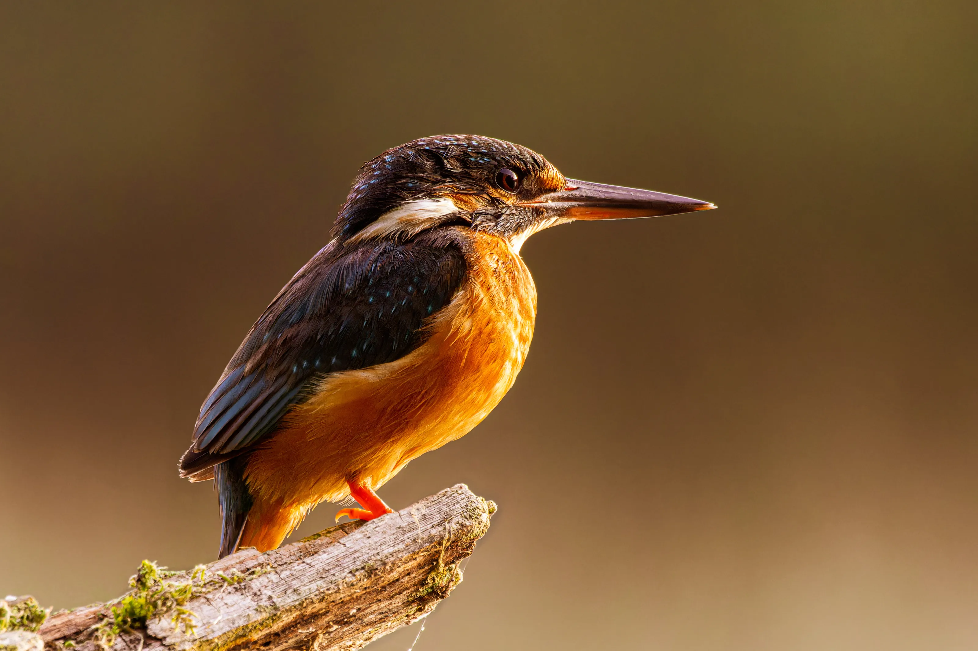 Kingfisher