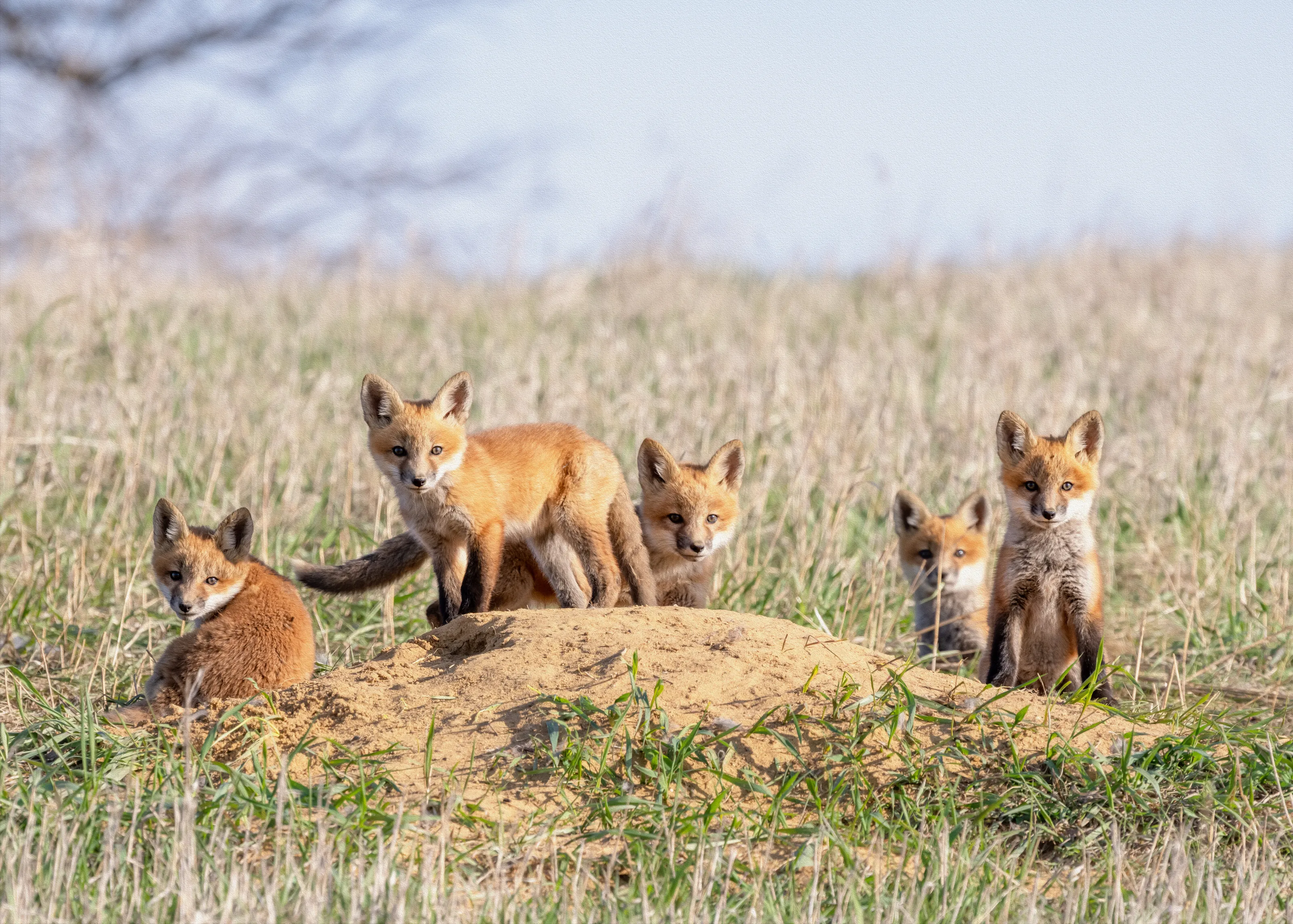 Fox Kit Family
