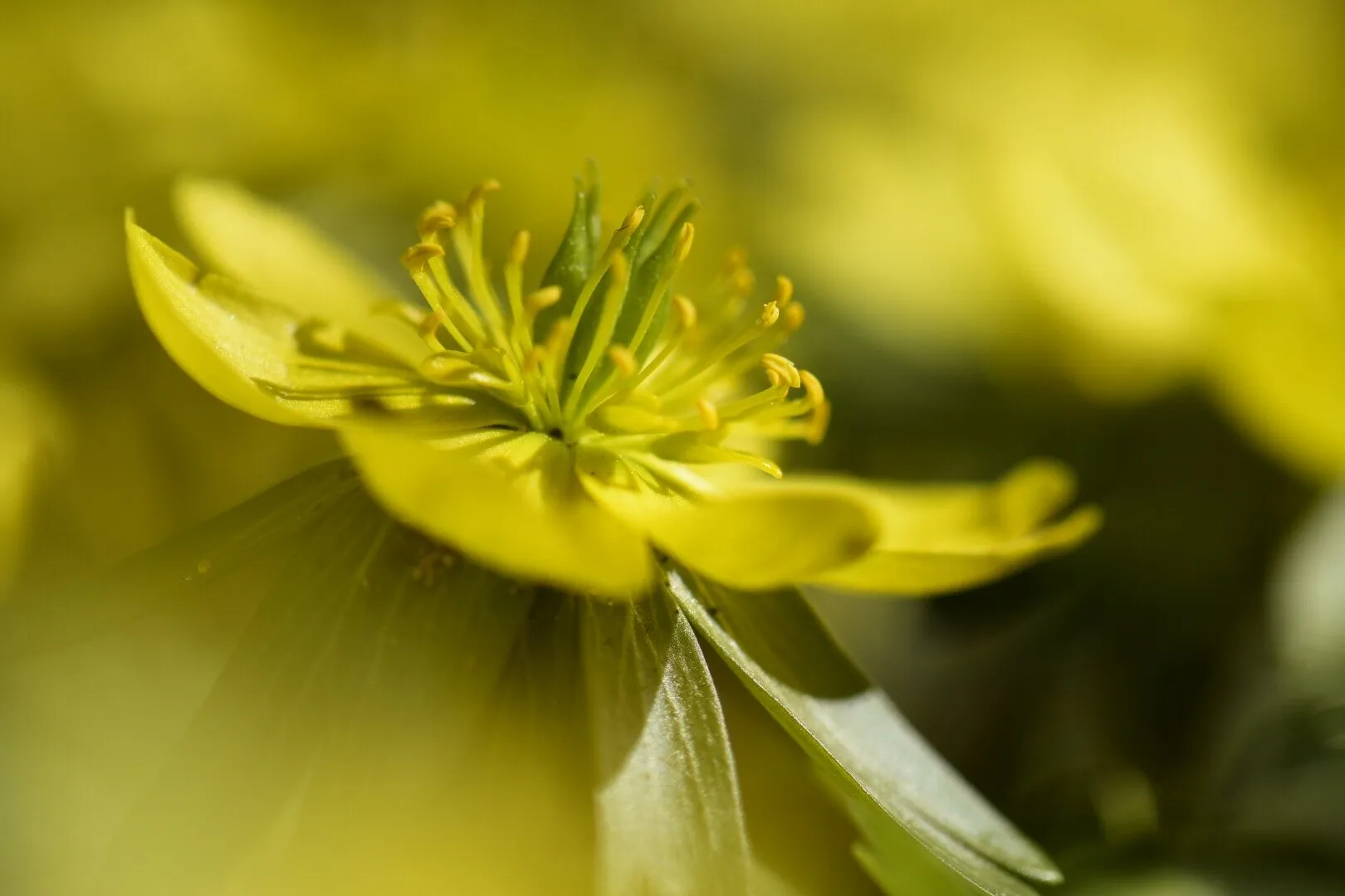 Winter Aconite - First sign of spring