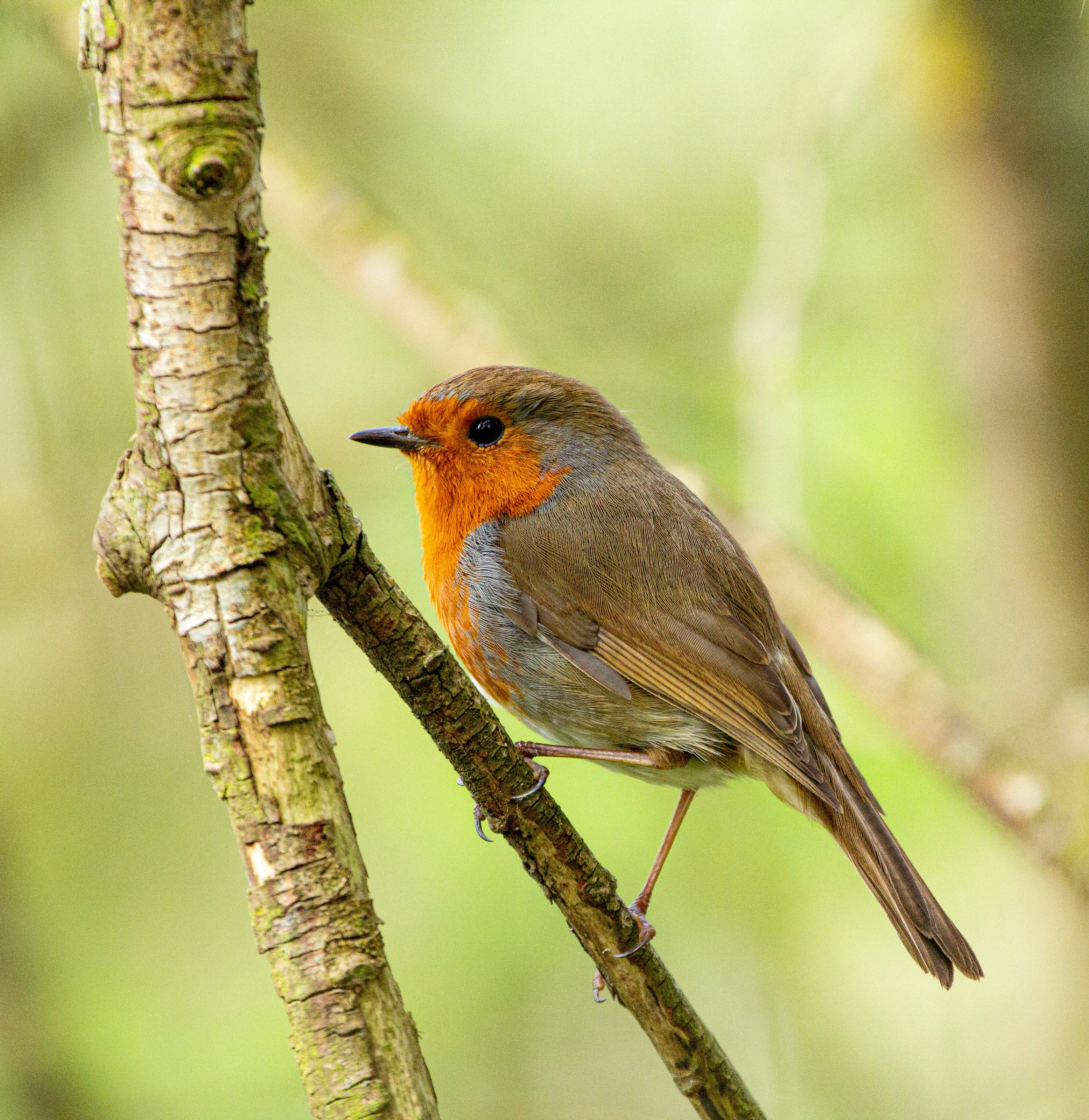 Robin in the branches
