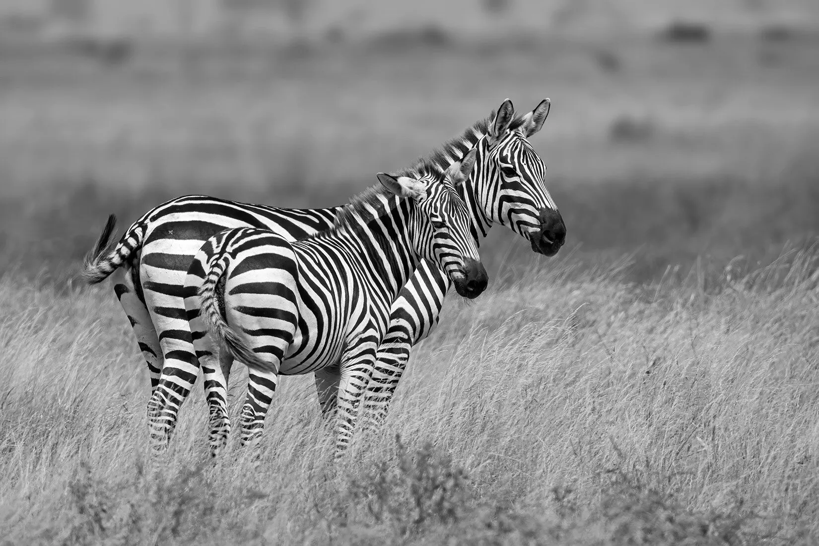 Wildlife from Kenya