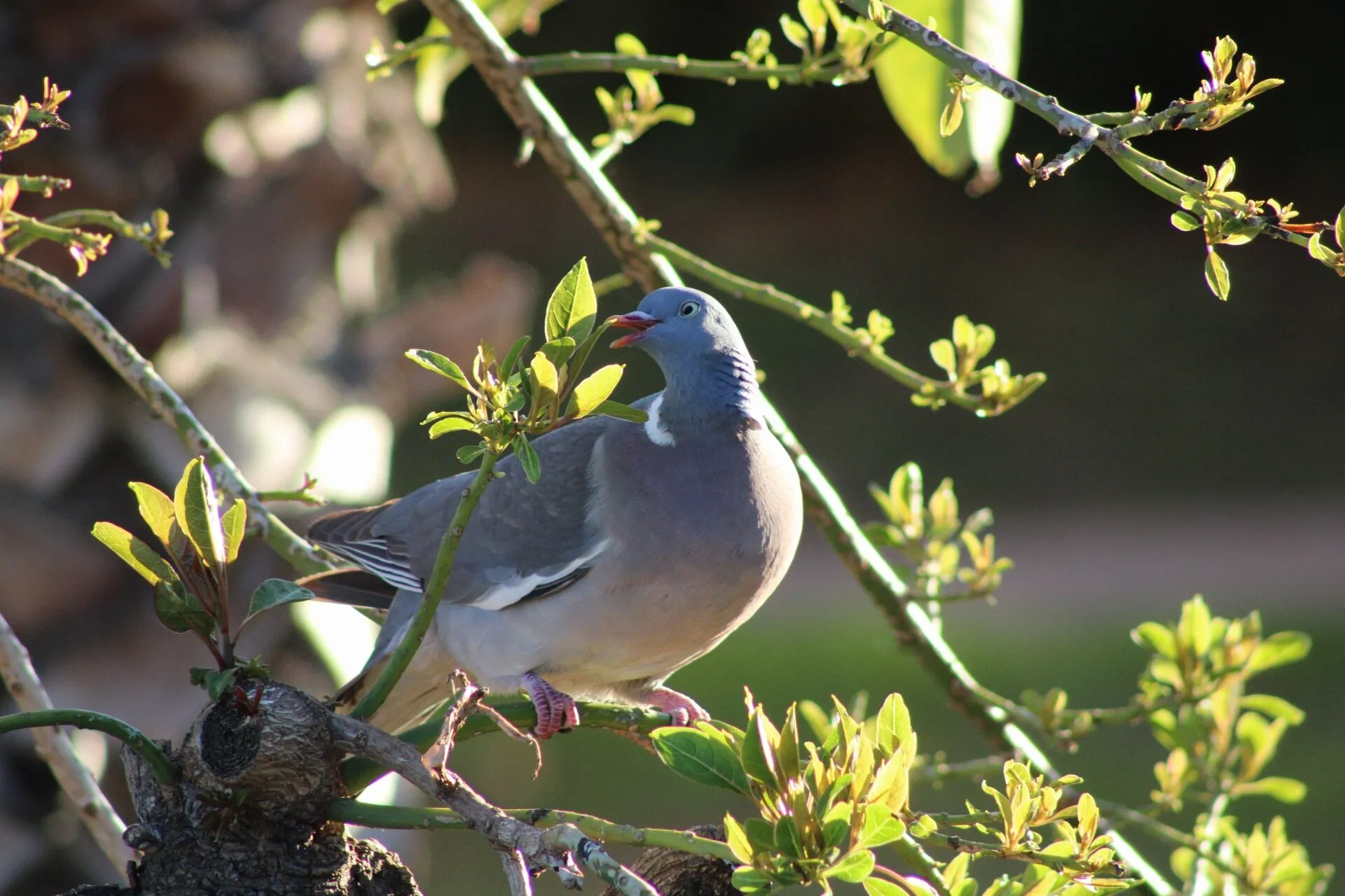 Laughing Pigeon