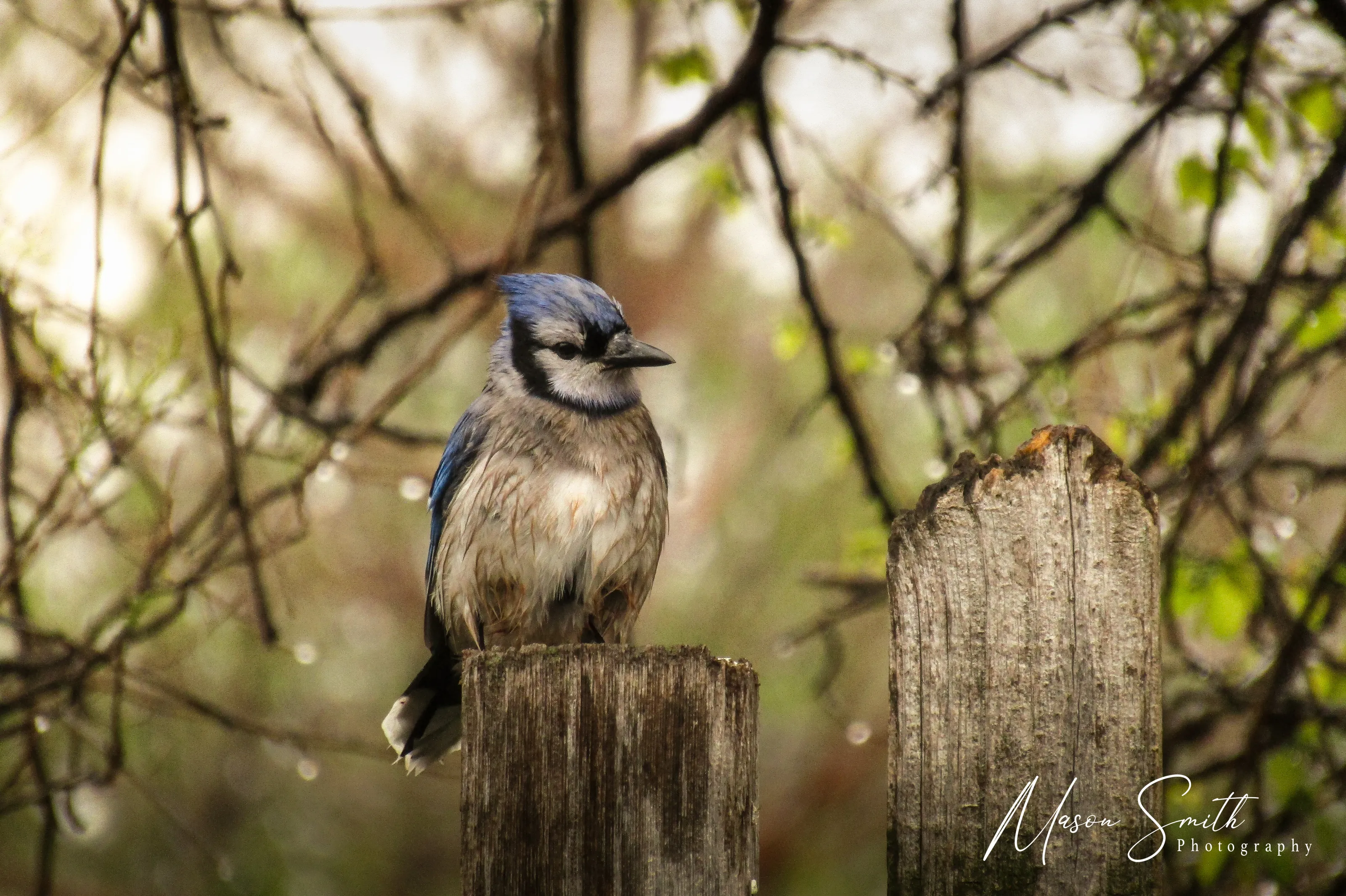 Blue Jay Perched On A Fence.