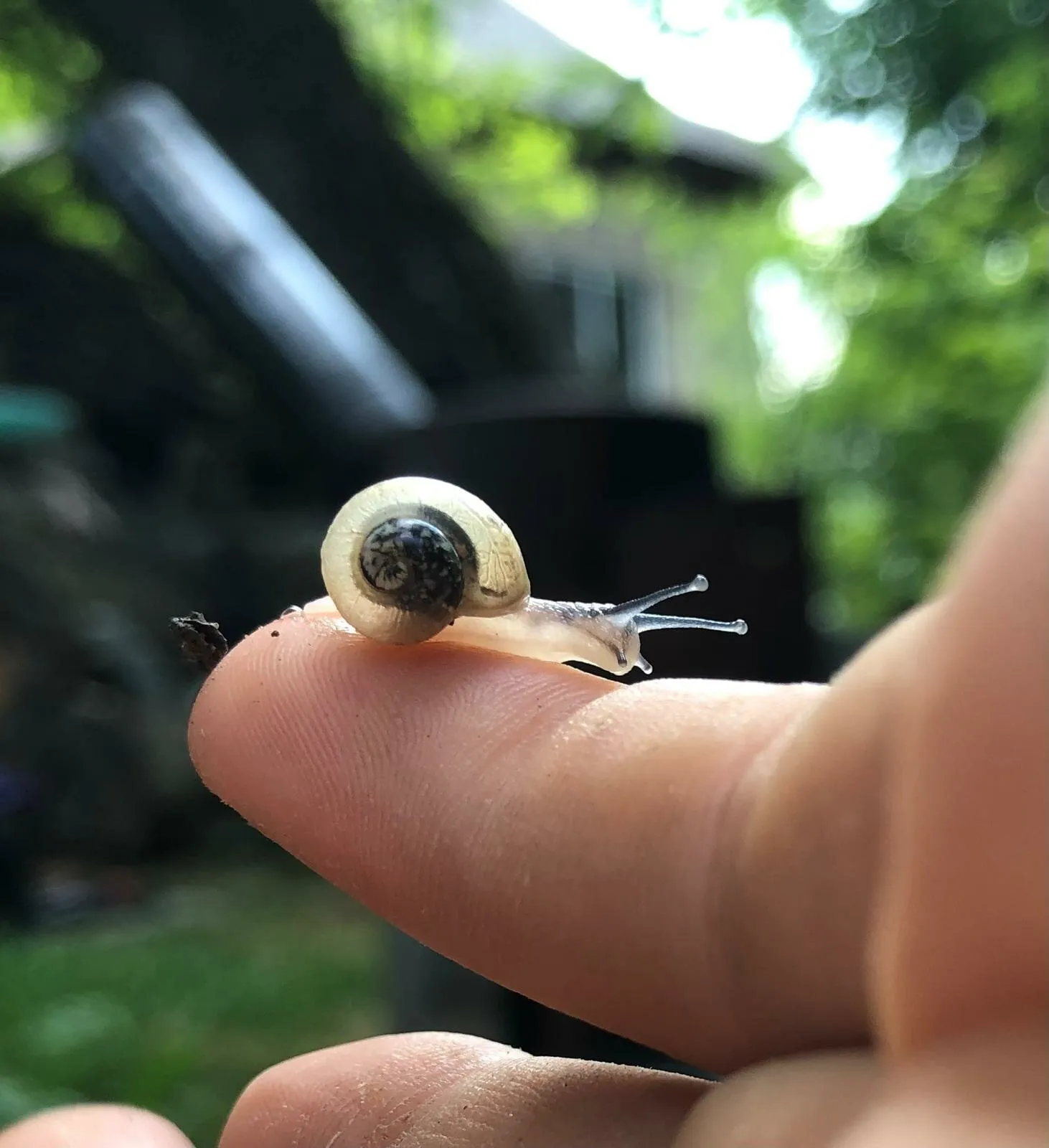 Snail discovers a a new friend