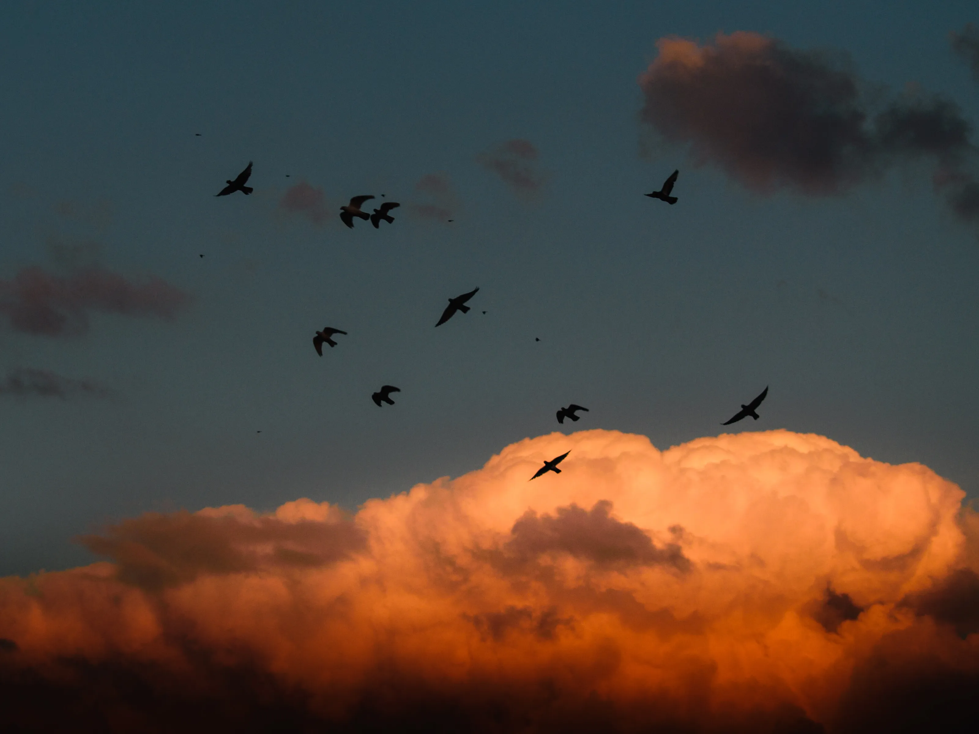Vibrant Sunset with Flocking Birds