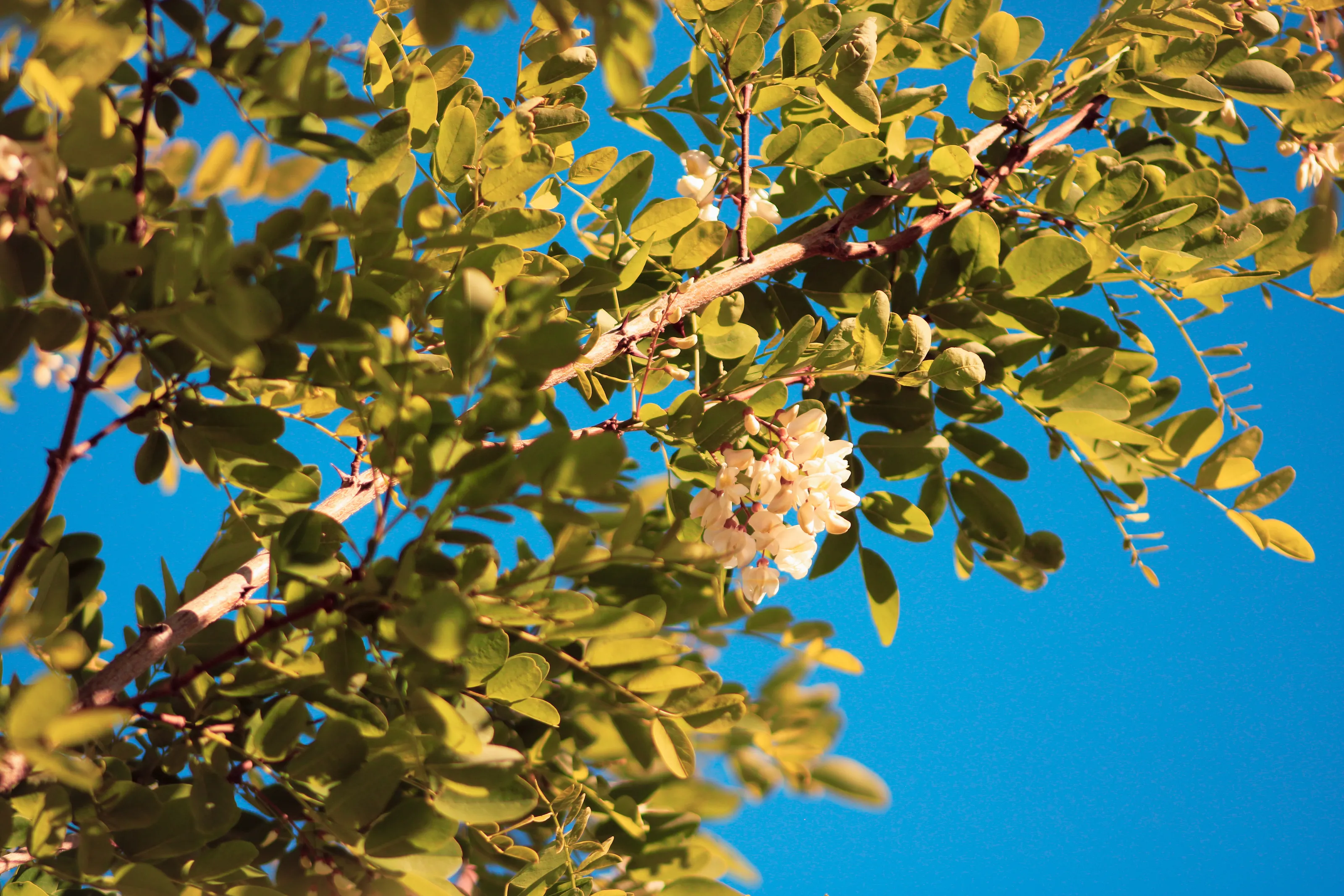 Spring Trees
