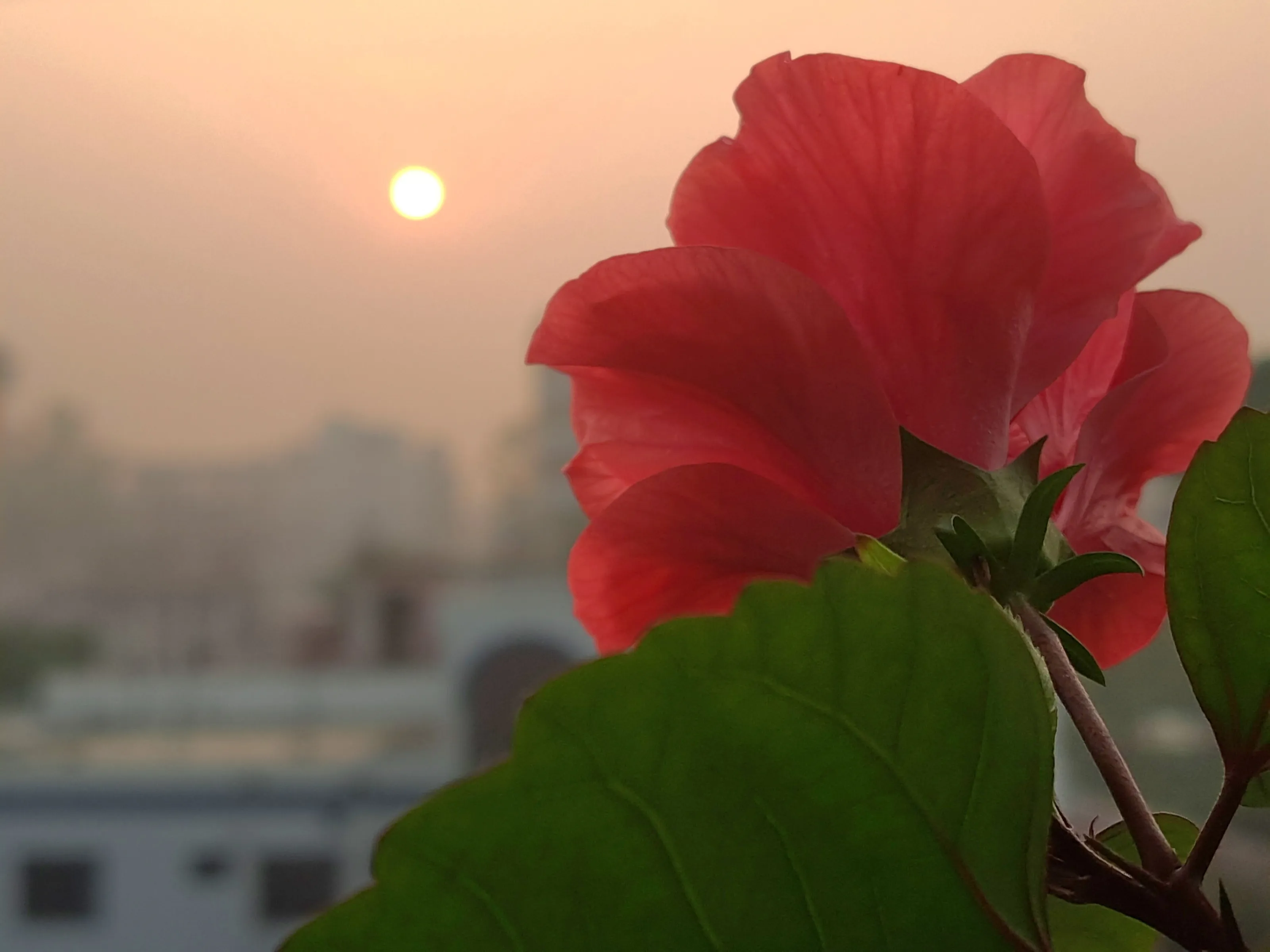 Morning Blooming